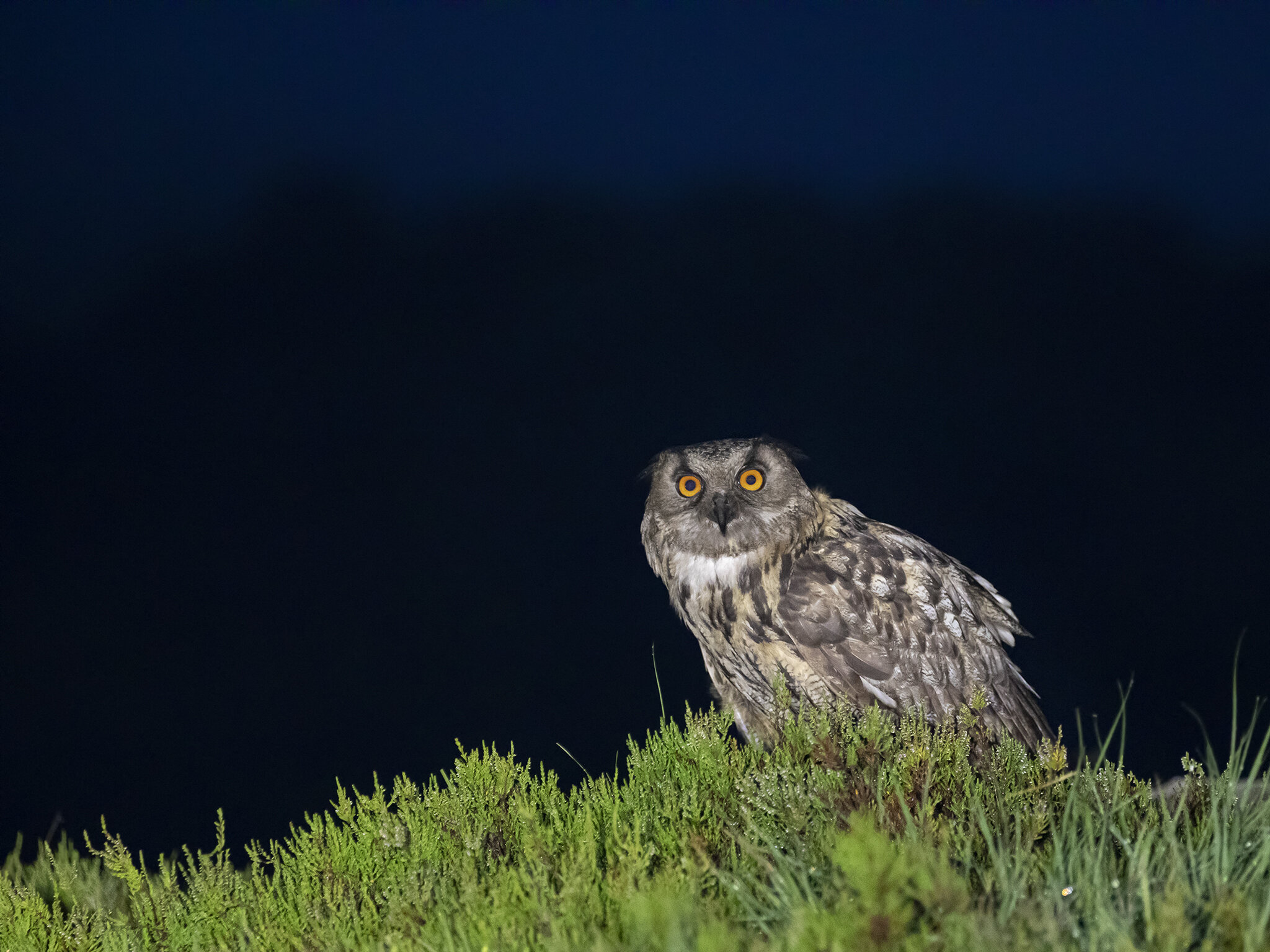 2 Eagle owl - Hubro - Bubo bubo