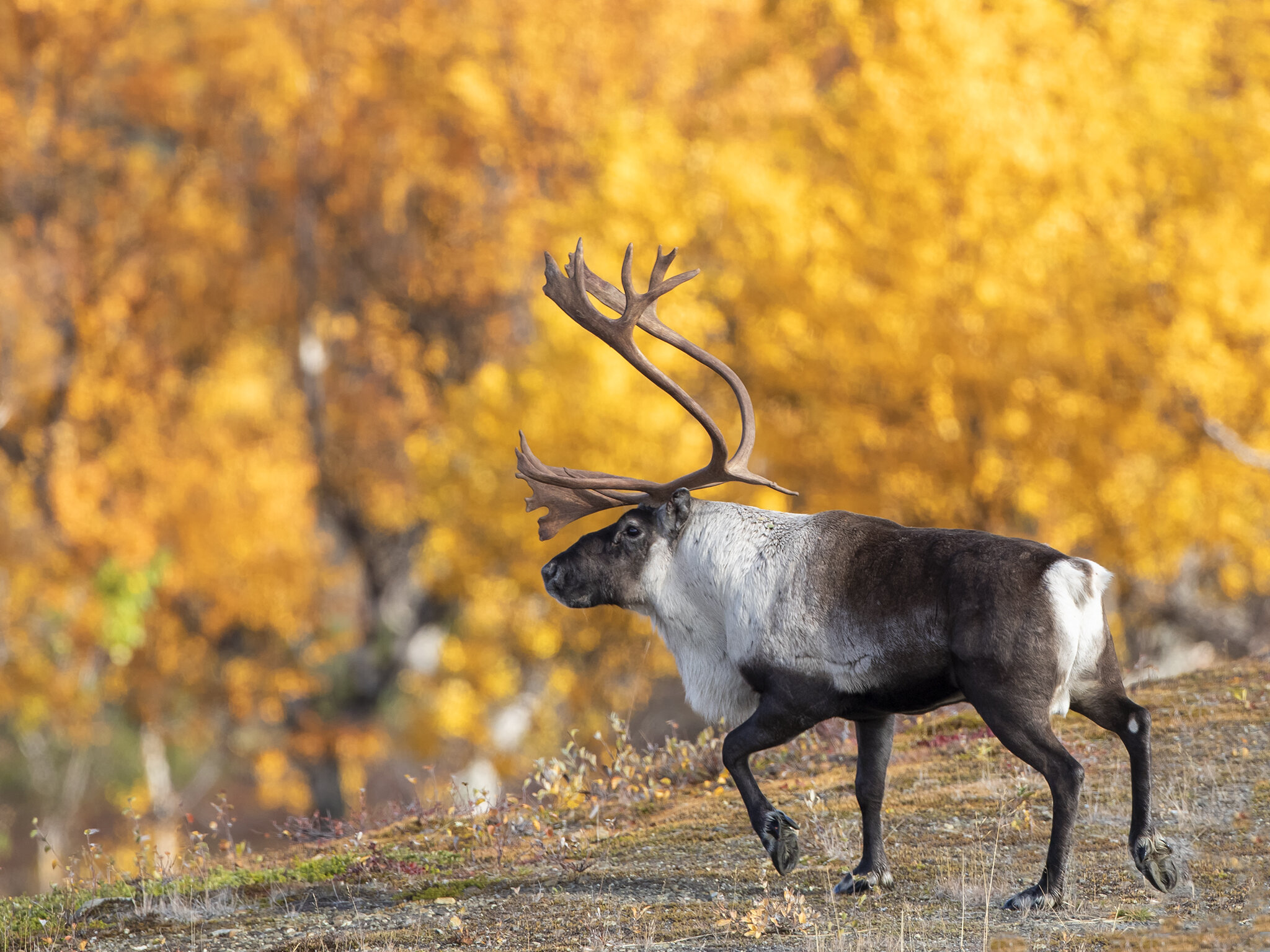  Norway has the latest wild reindeer populations in Europe. We therefore have a great responsibility to take care of the species and its habitats. 
