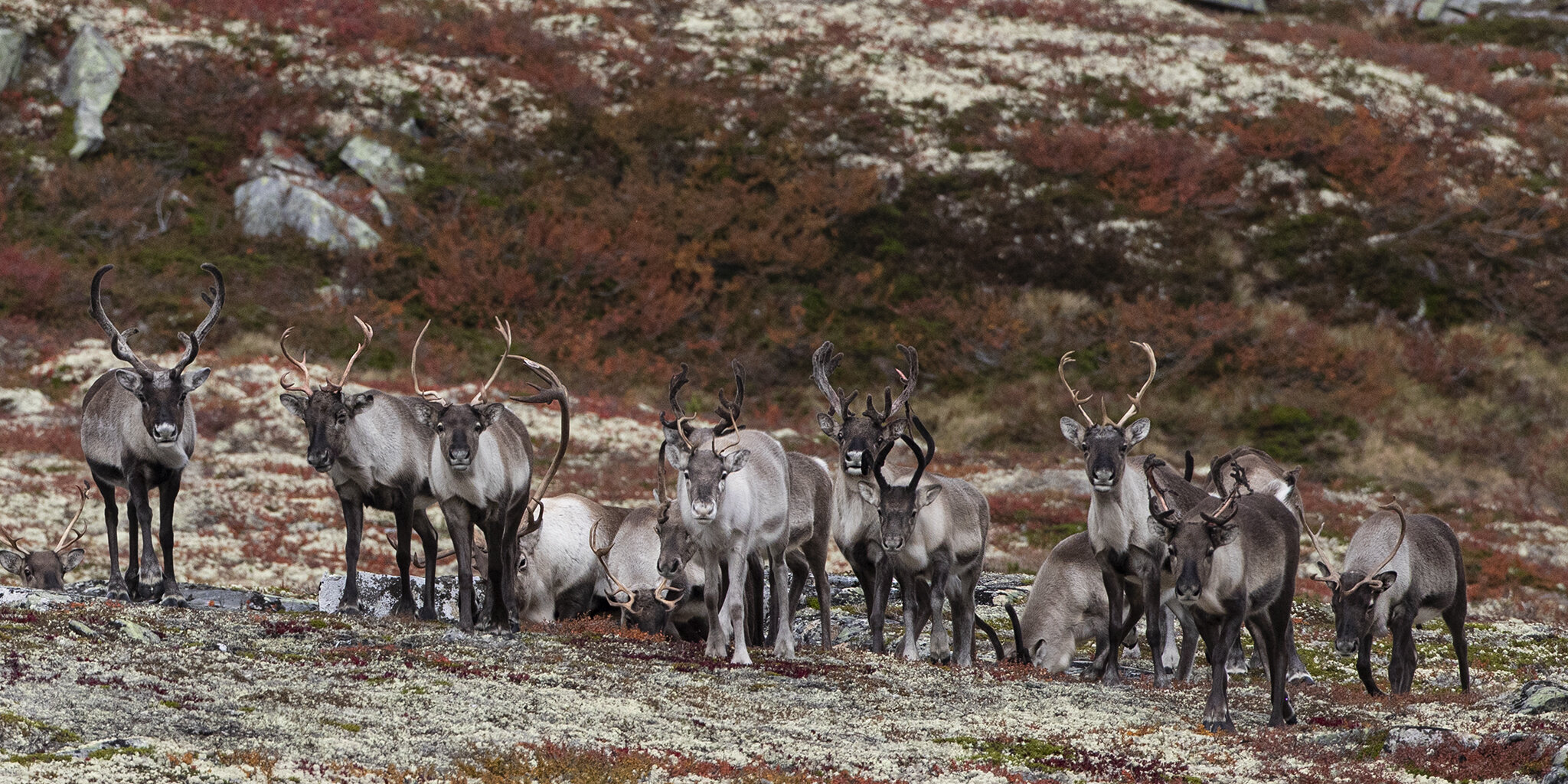  The wild reindeer are often referred to as the mountain's nomad. This is an indication of the wild reindeer's way of using the habitats.They live in the most extreme areas found in Norway. 