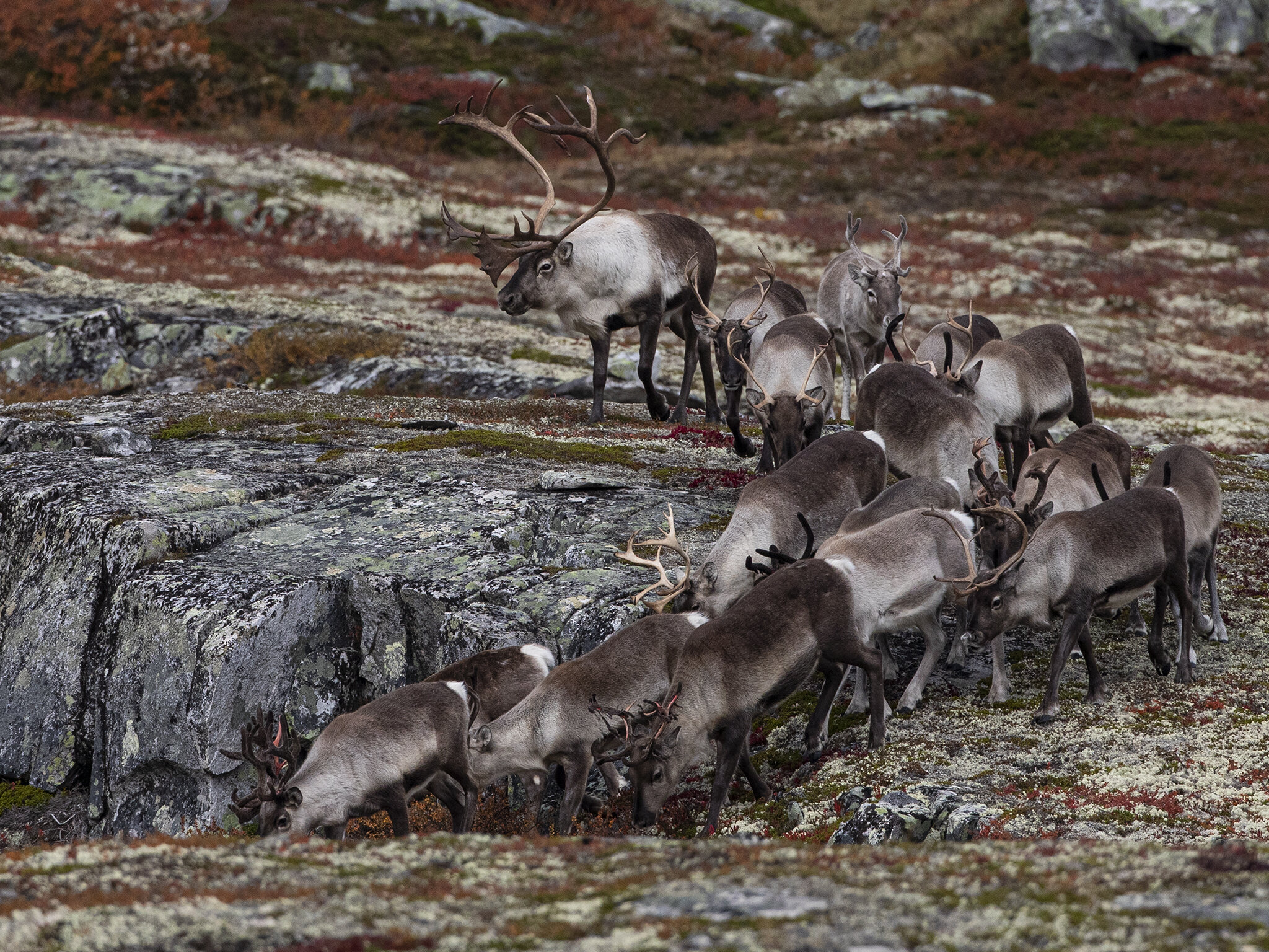  Wild reindeer have their own ability to disappear into the mountains. 