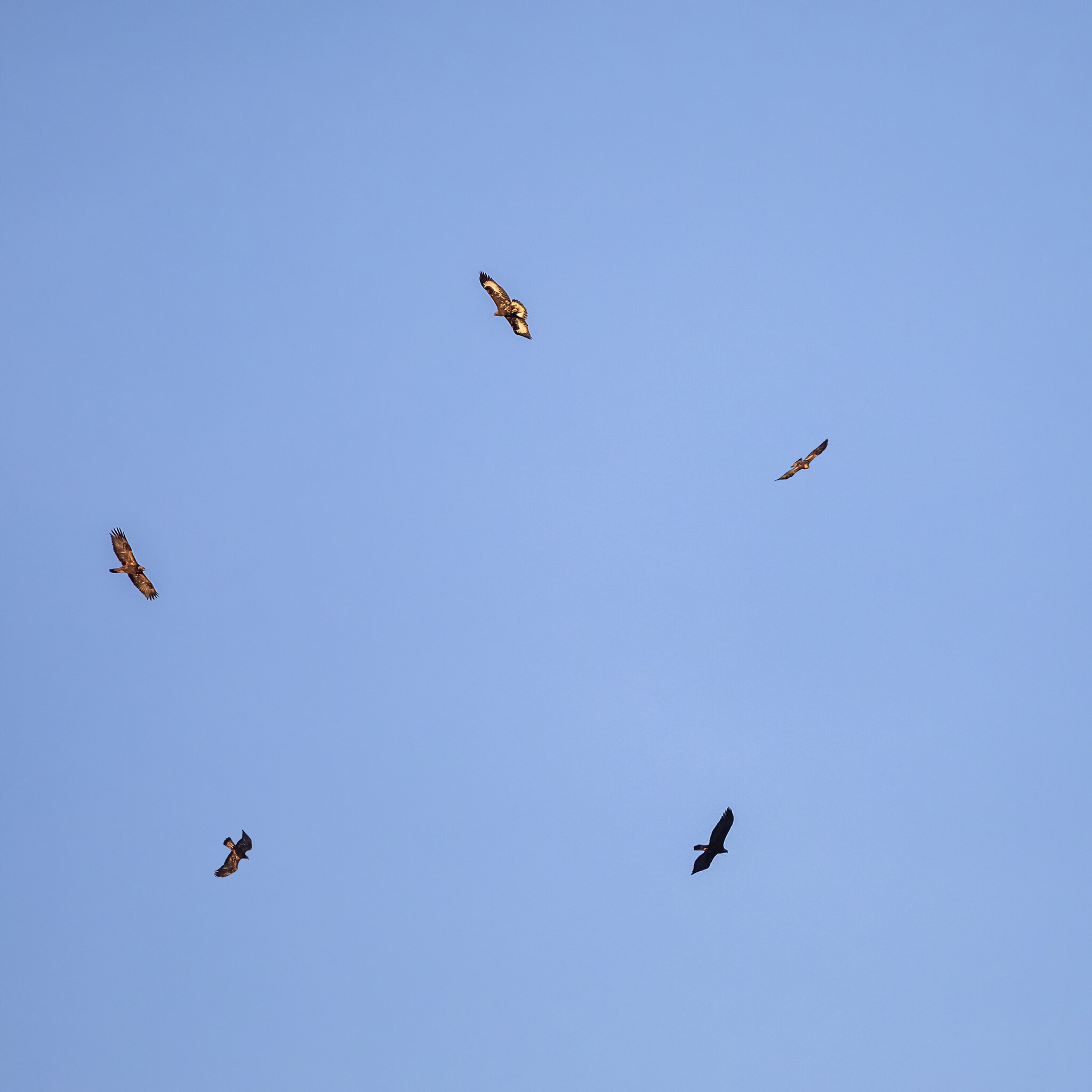  5 Golden eagles in the sky, the photo was taken in Forollhogna. 