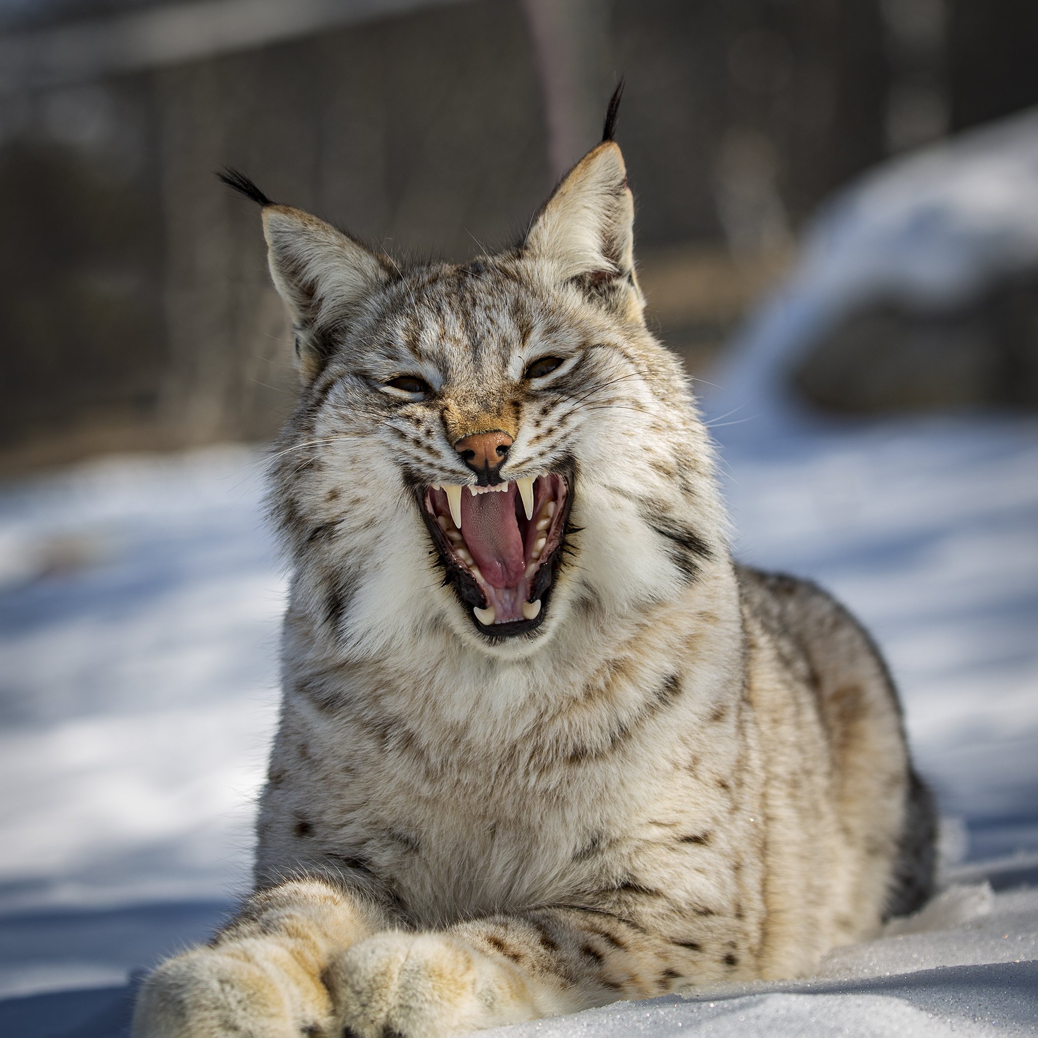 Lynx - Lynx lynx - Gaupe