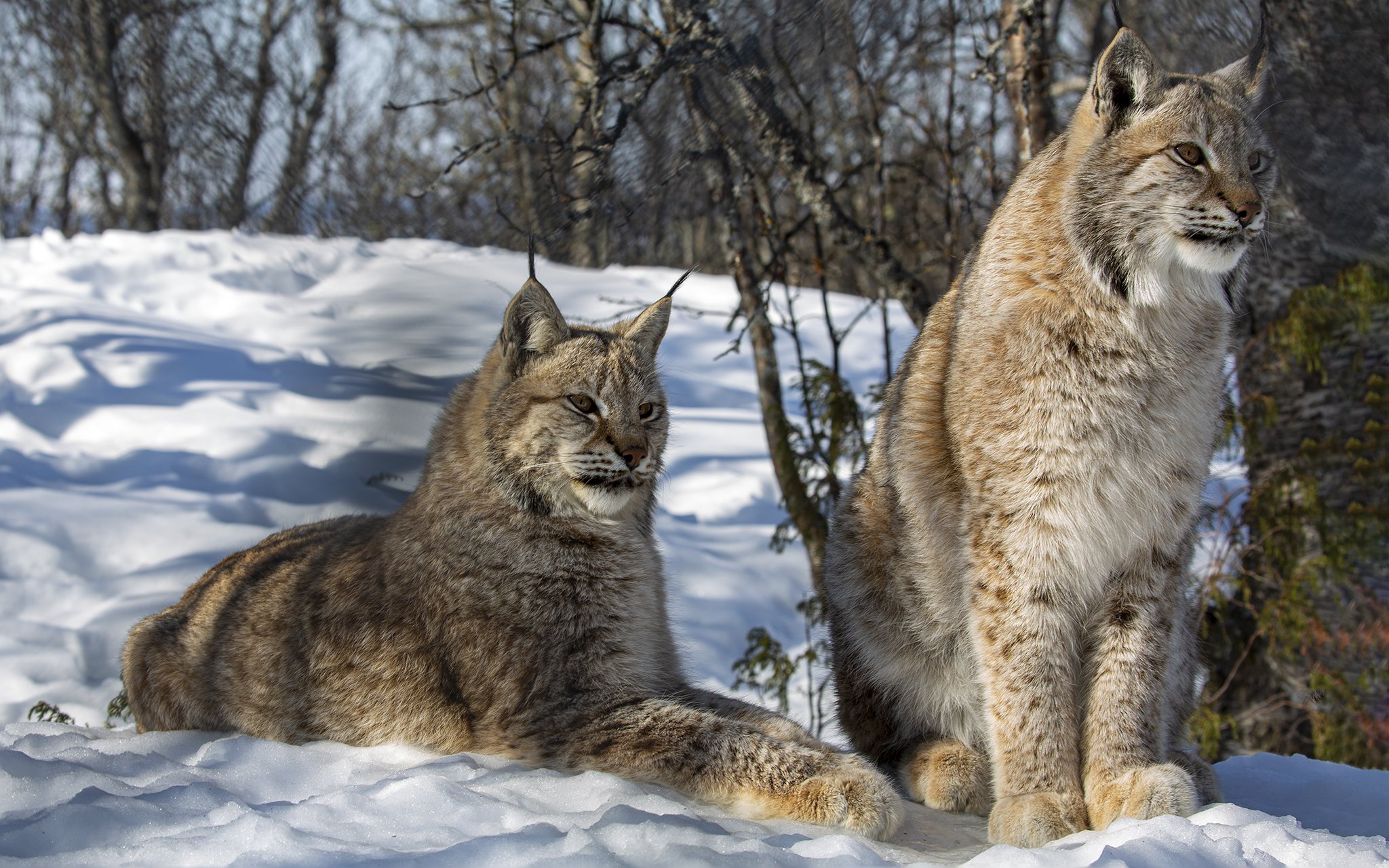 Lynx - Lynx lynx - Gaupe