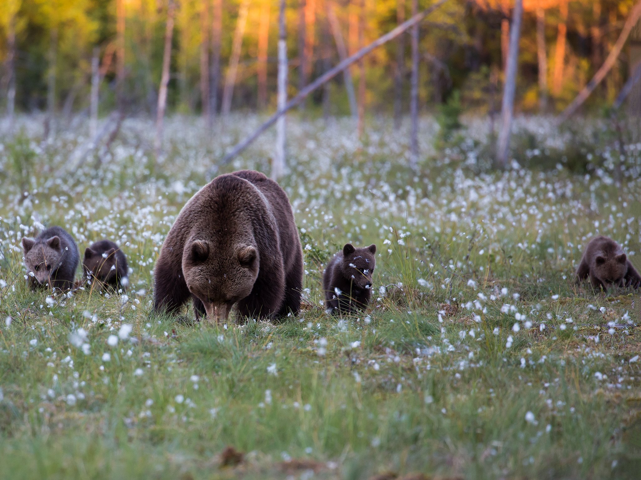 Bear - Ursidae - Bjørn
