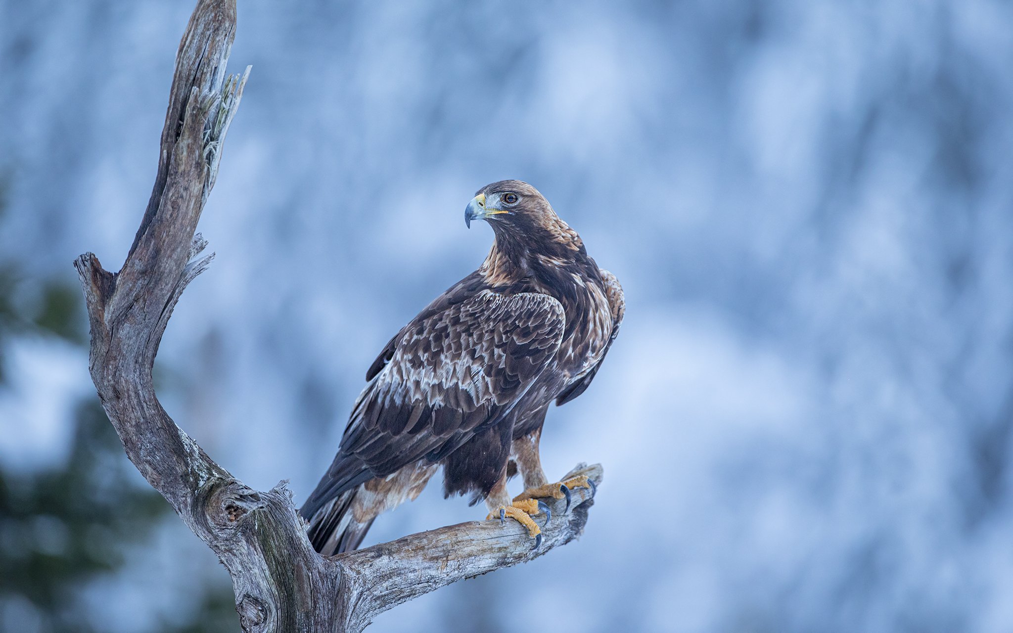 Golden eagle - Aquila chrysaetos - Kongeørn
