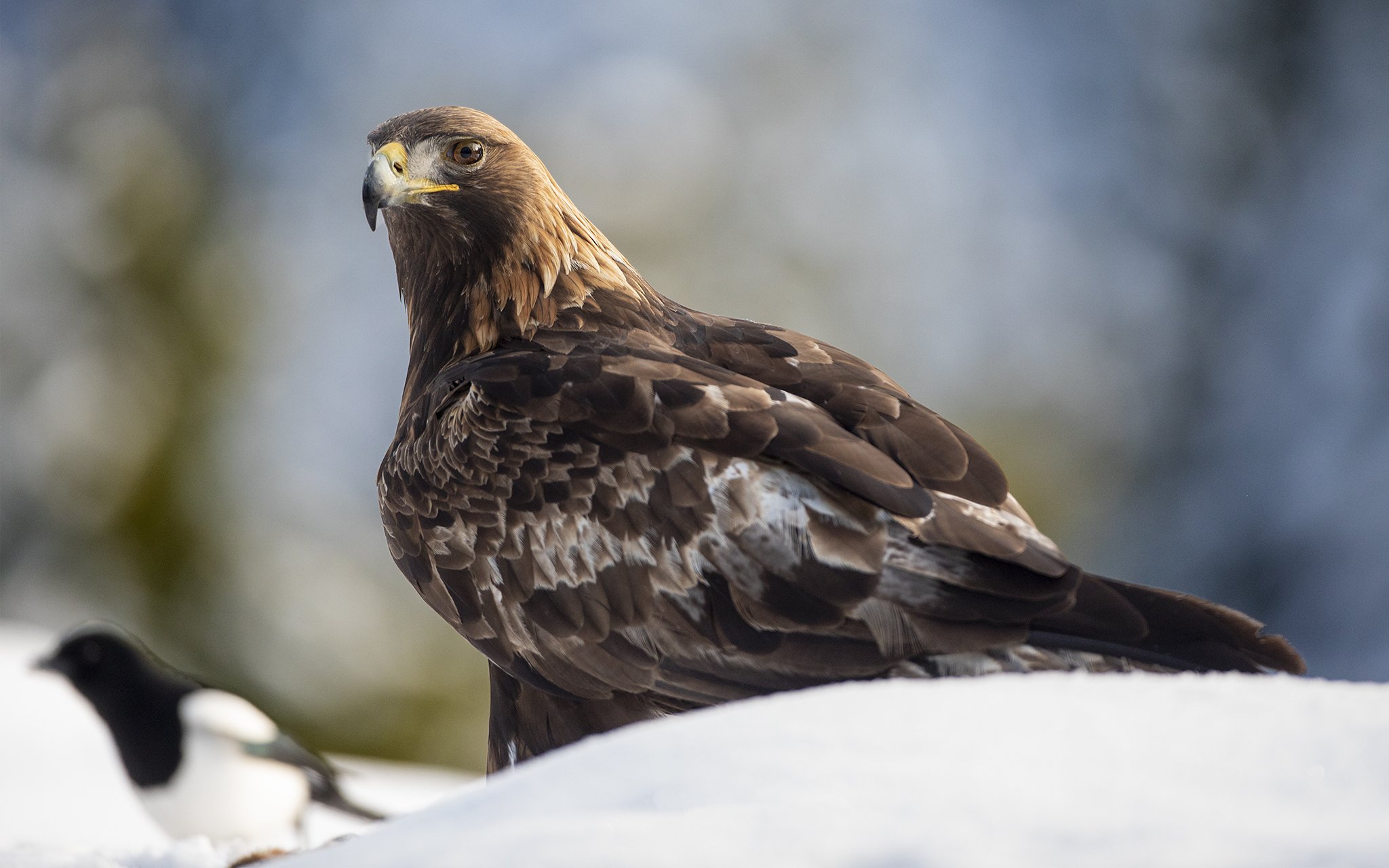 Golden eagle - Aquila chrysaetos - Kongeørn