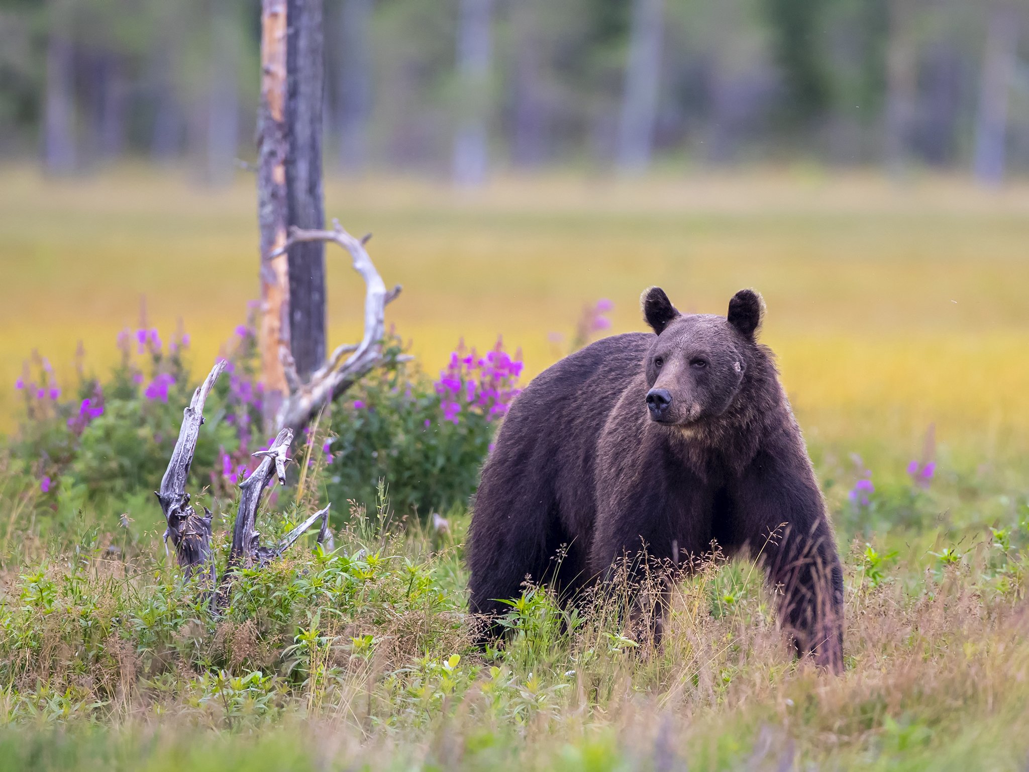 Bear - Ursidae - Bjørn