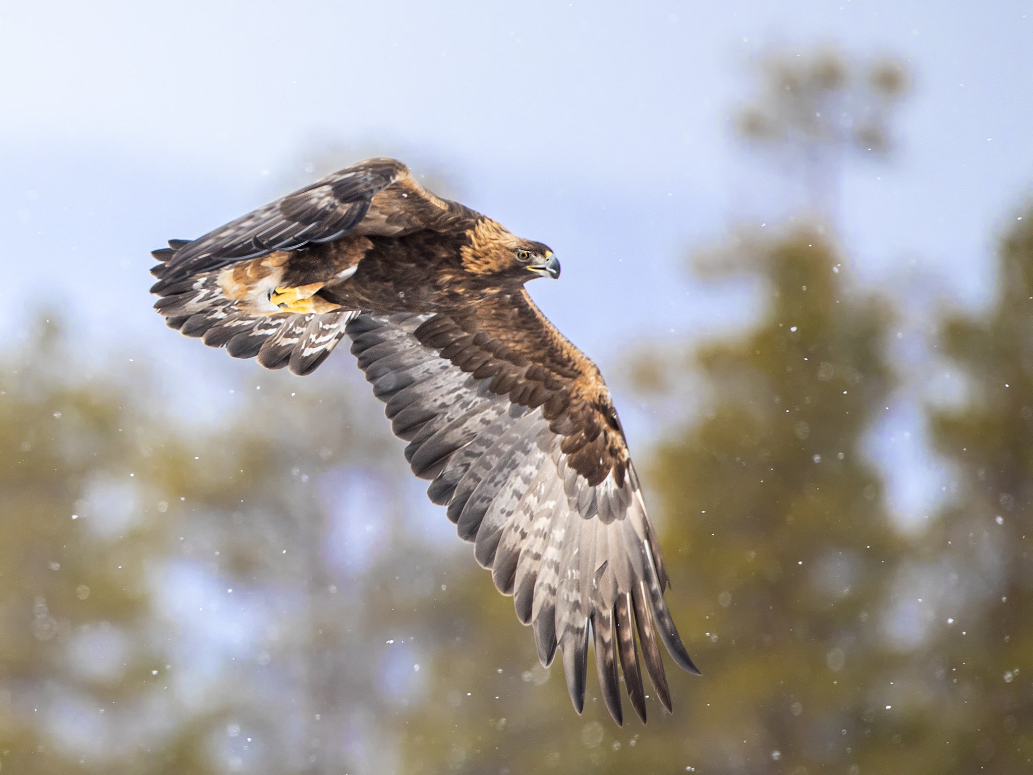 Golden eagle - Aquila chrysaetos - Kongeørn