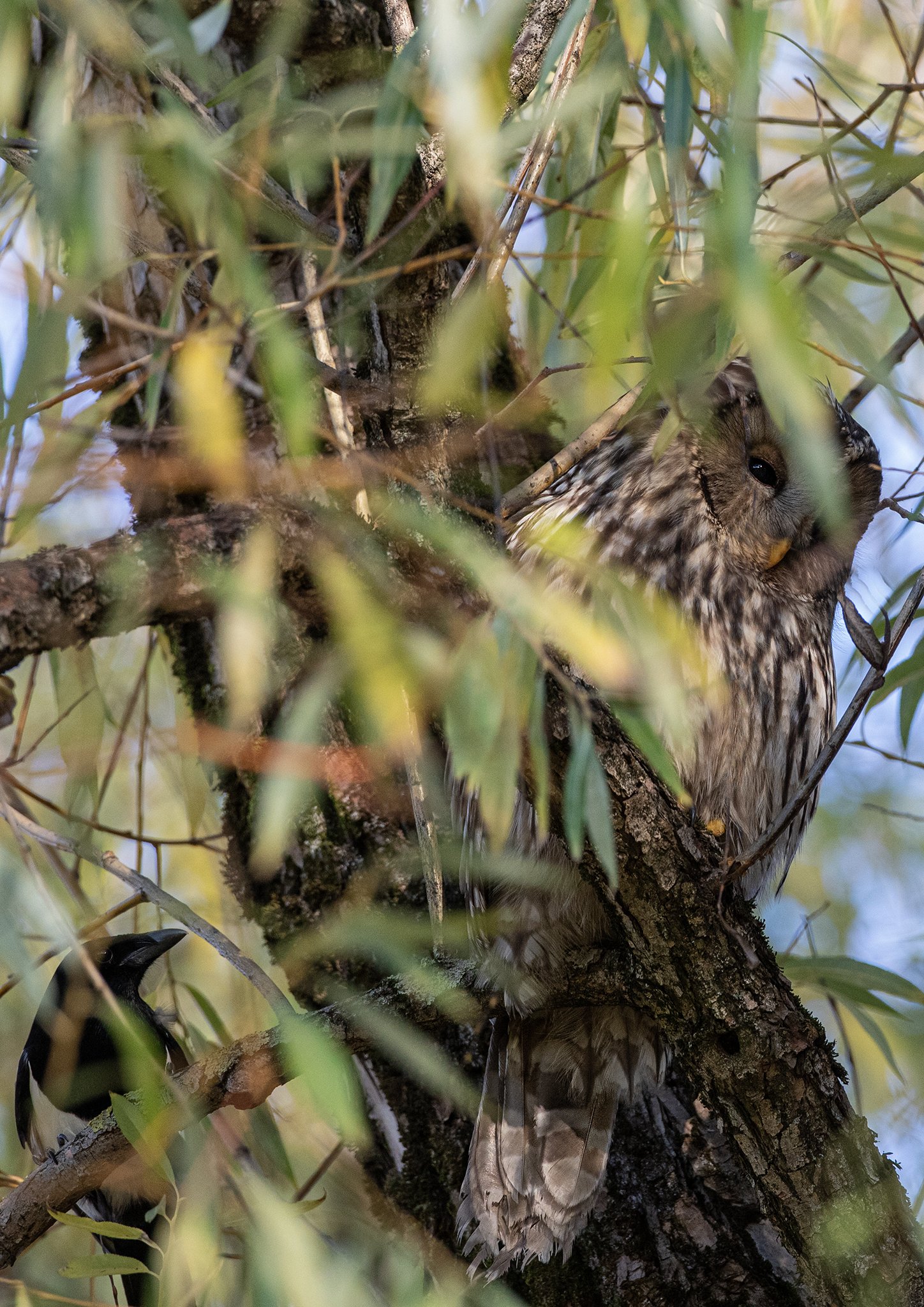 Ural owl - Strix uralensis -Slagugle.