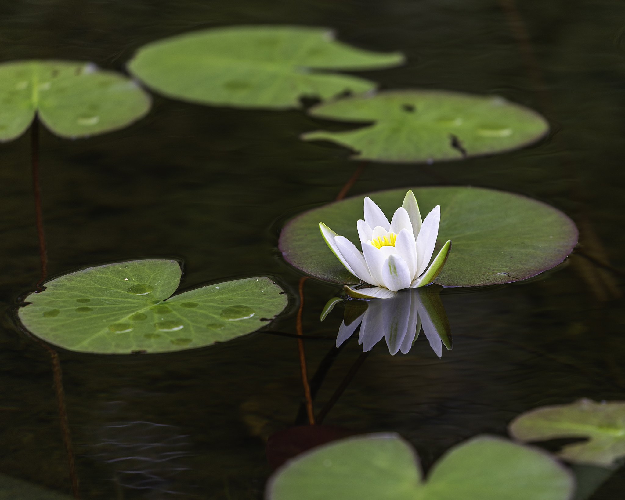  Water Lily - Nymphaea alba - Hvit nøkkerose 