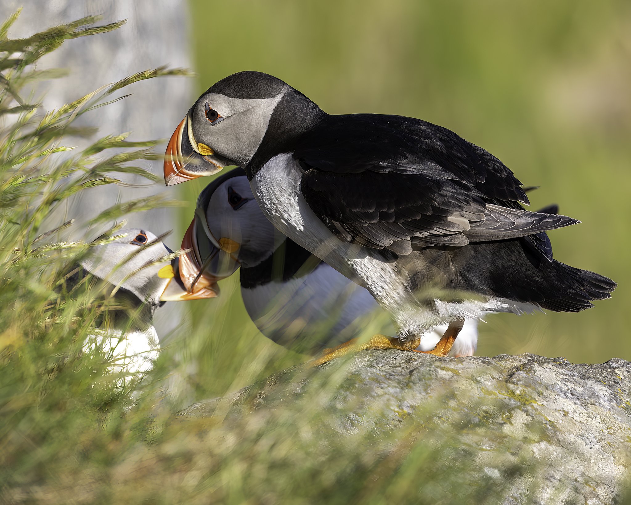 Cozy Puffin