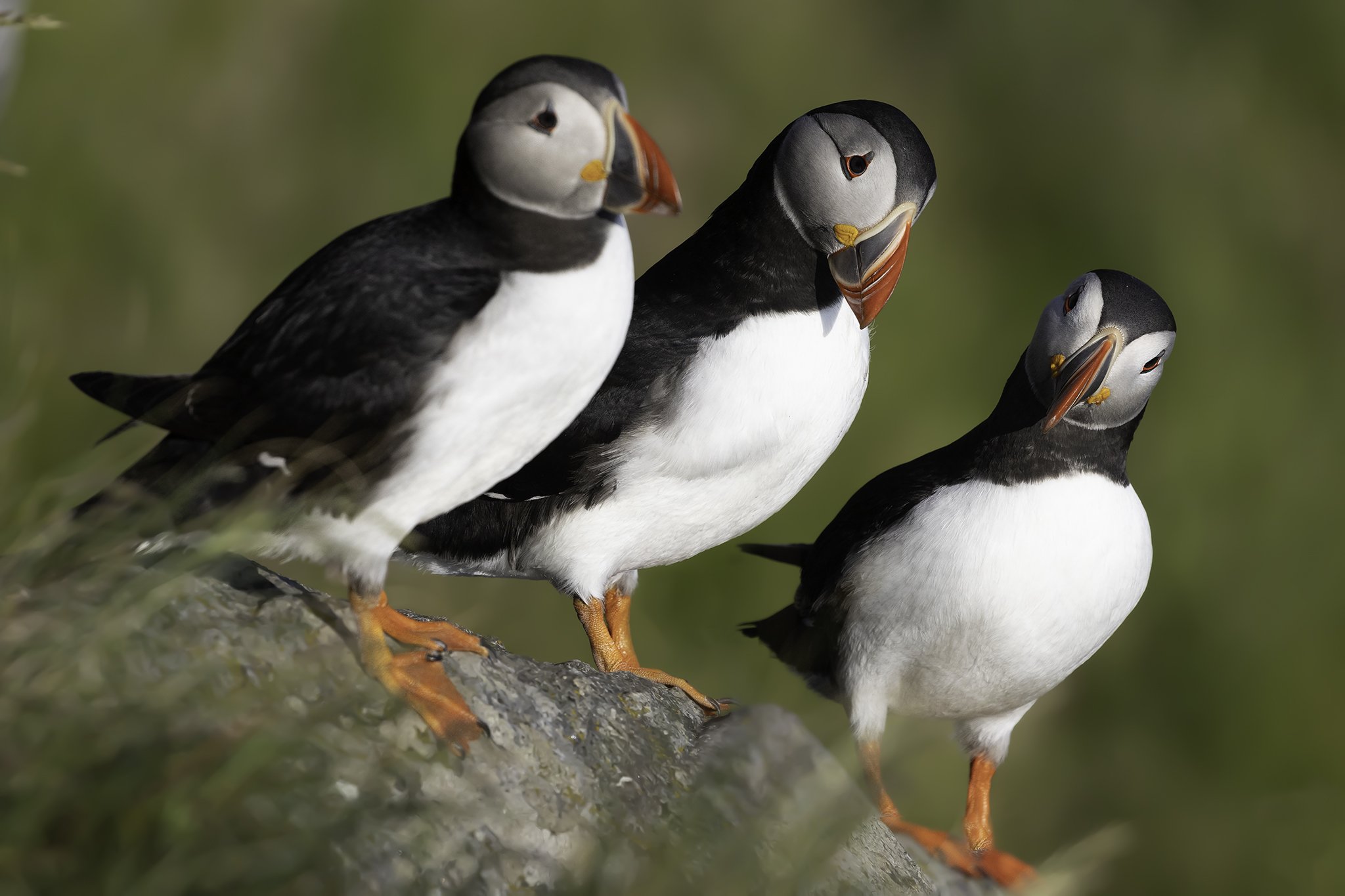 The 3 puffins from Runde