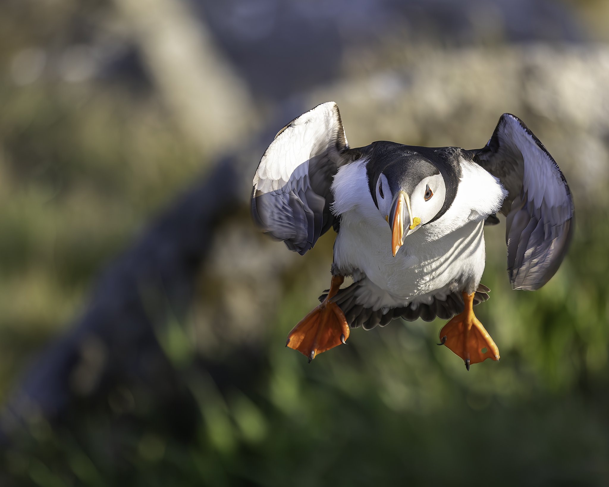 Puffin in for landing.