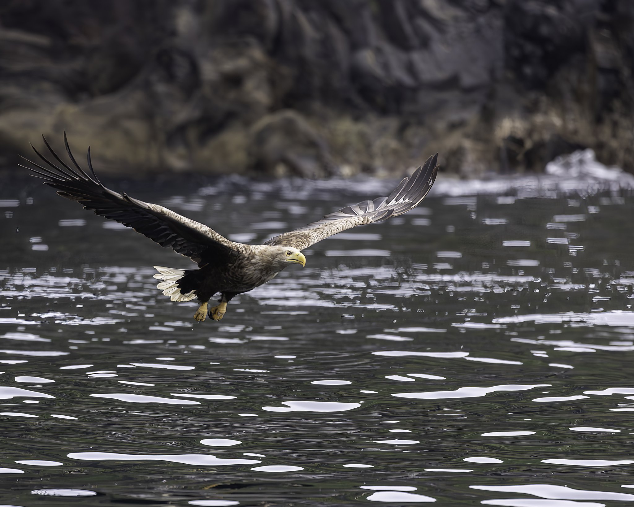 Sea eagle at Runde 4