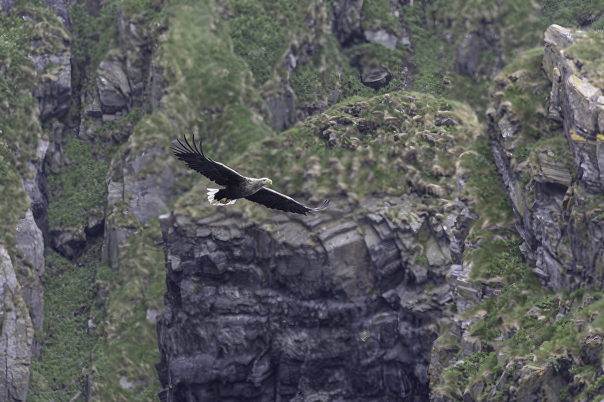 Sea eagle in Runde-landscape