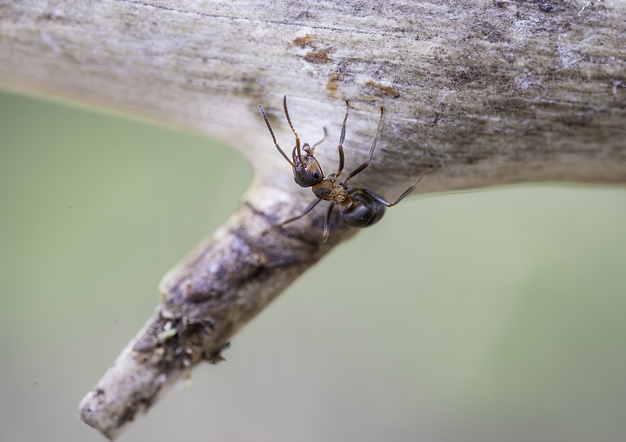 Ant on the underside of a log