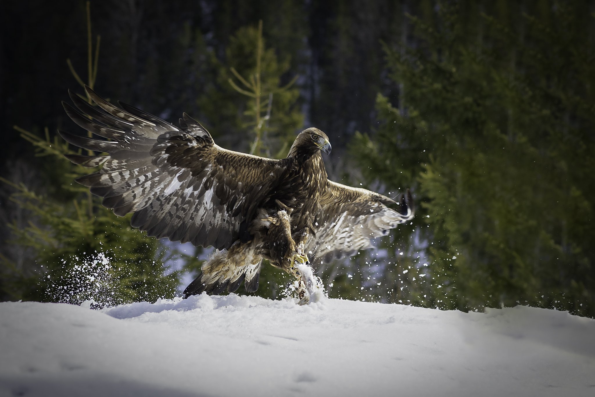 Golden eagle in his kingdom, Finnemarka.