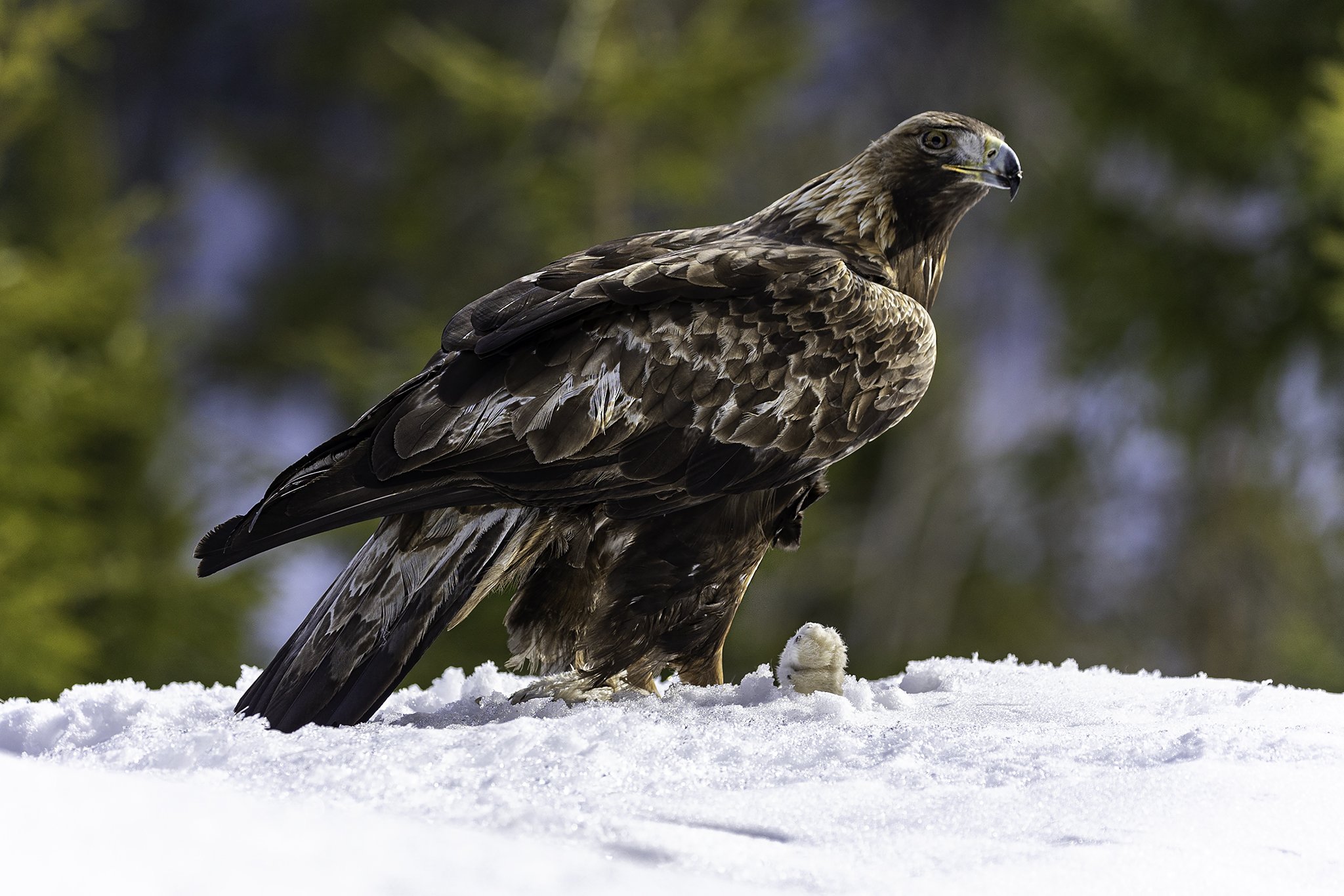 Golden eagle in his kingdom, Finnemarka. 3