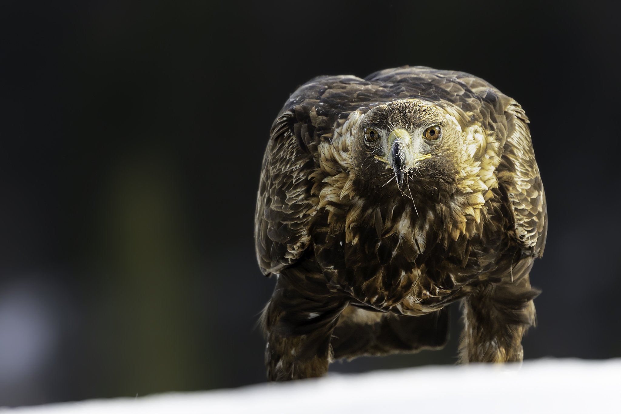 Golden eagle in his kingdom, Finnemarka. 4