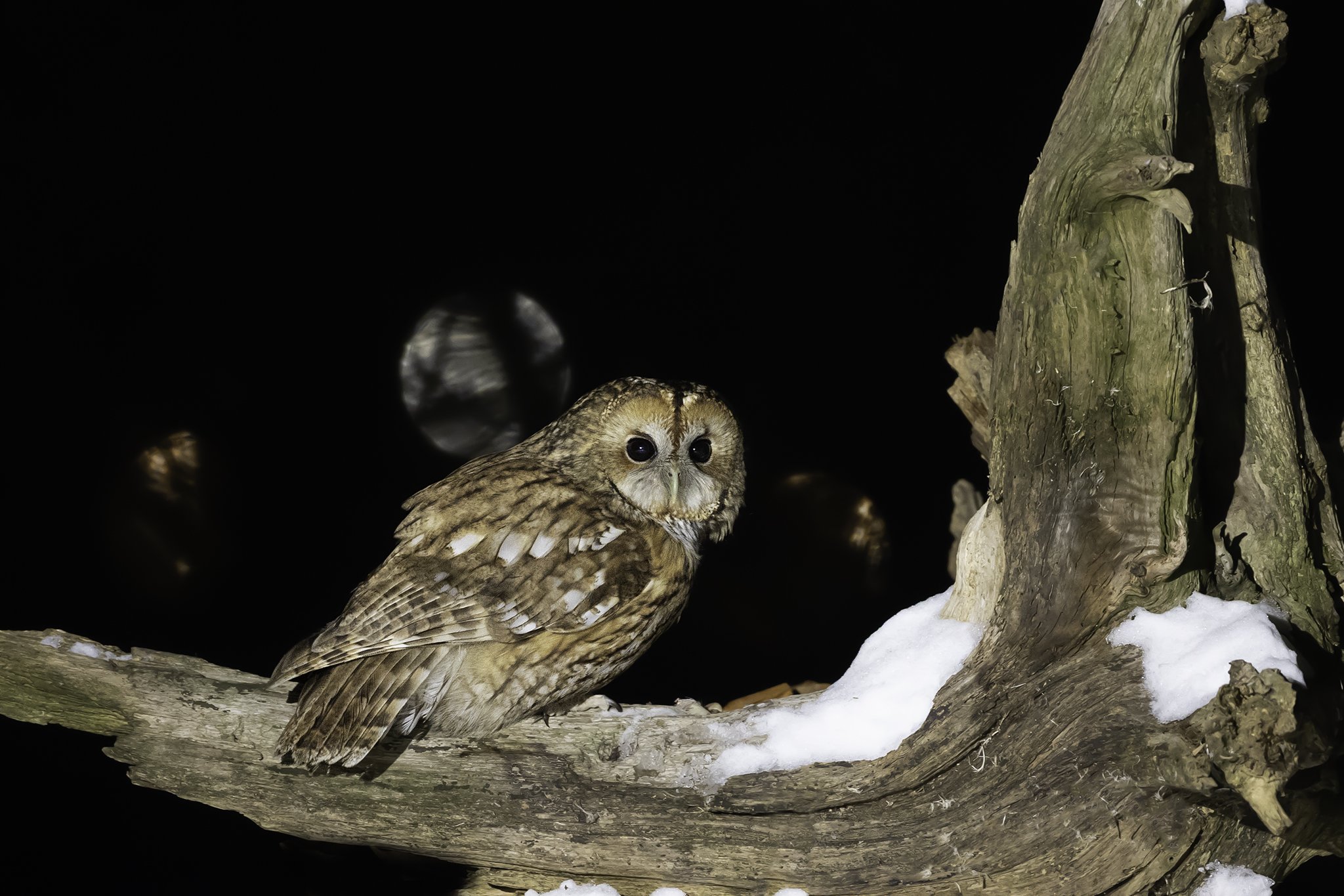  Tawny owl - Strix aluco - Kattugle 