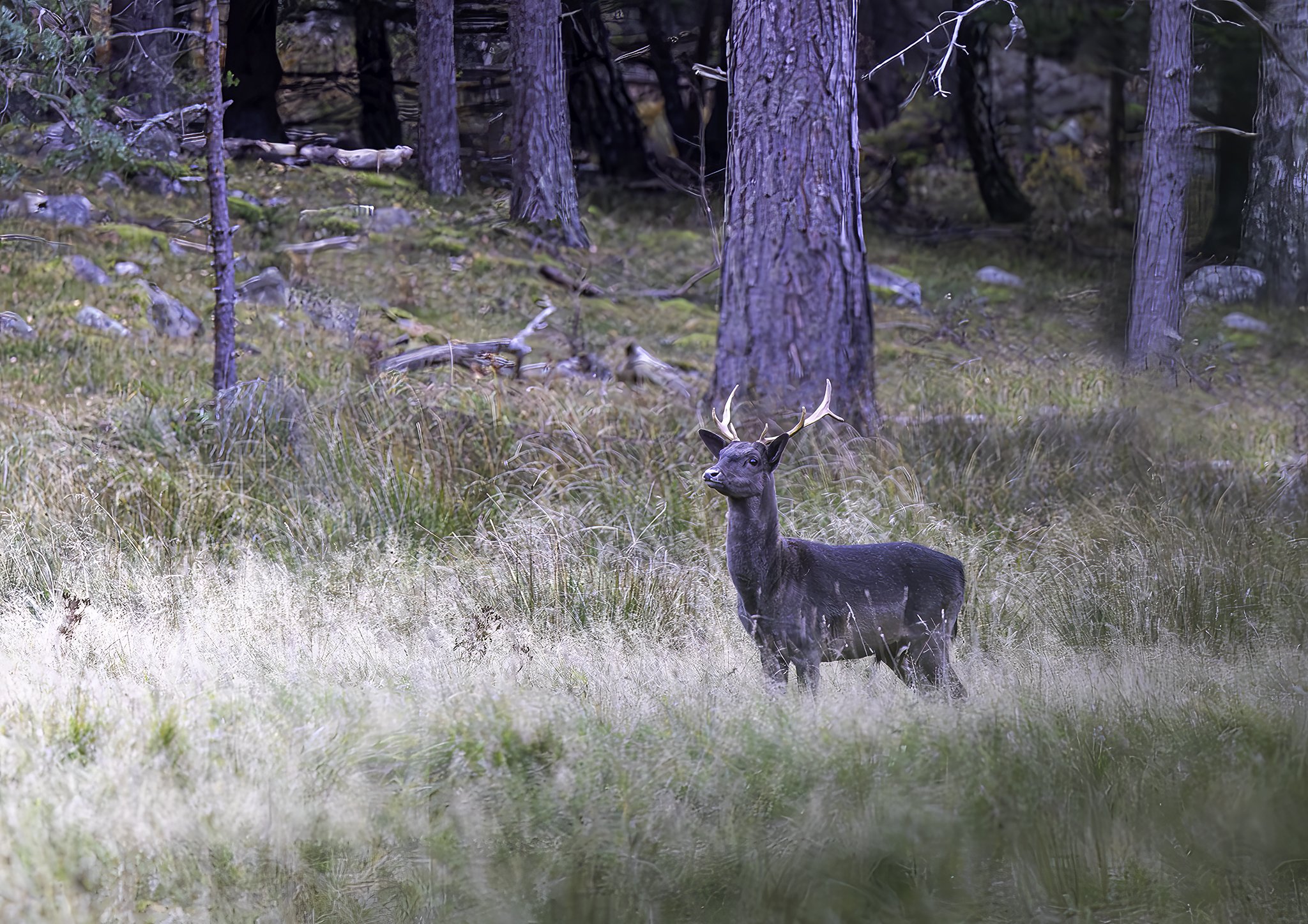Fallow Deer, Hankø, 1.