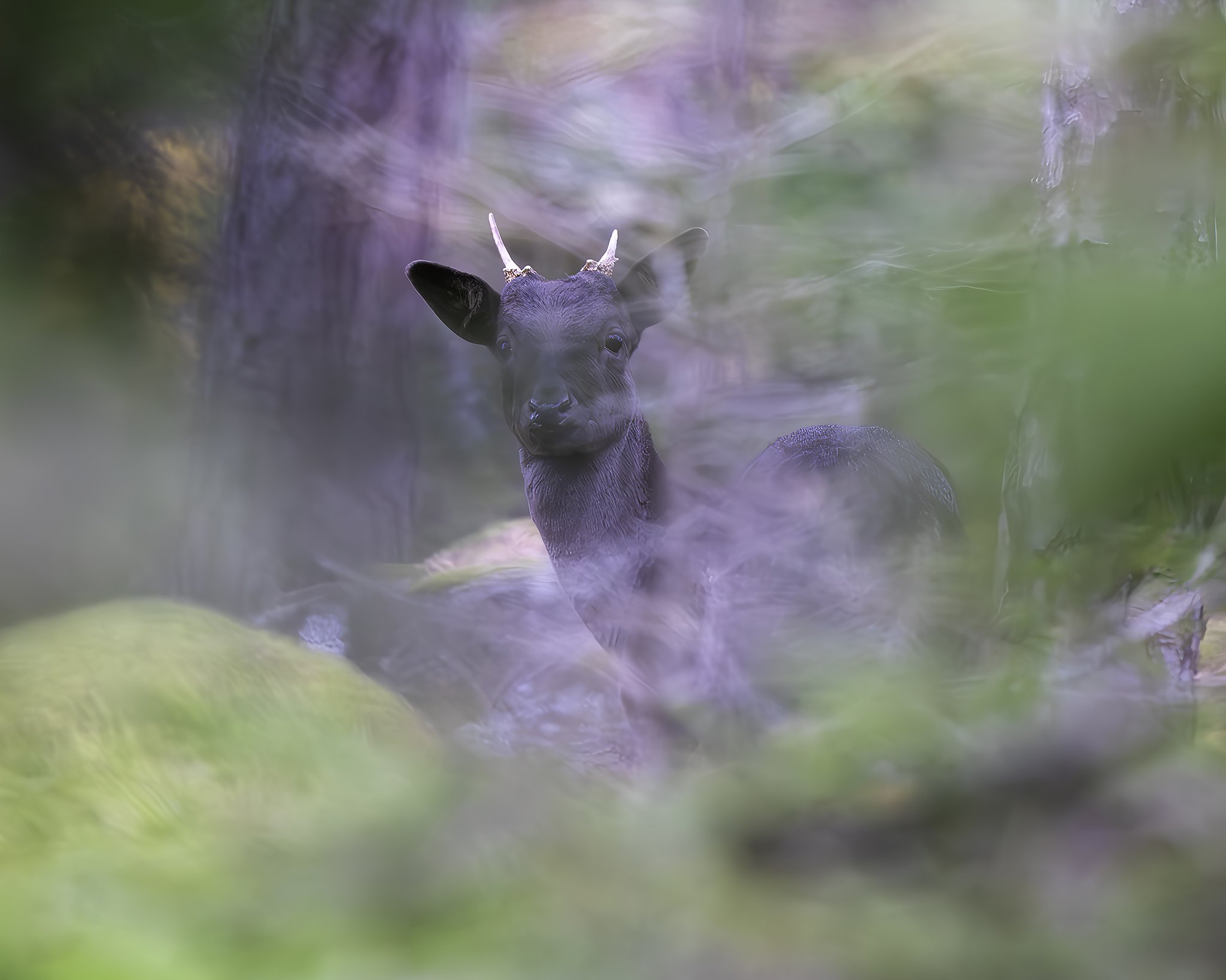 Fallow Deer, Hankø, 2.