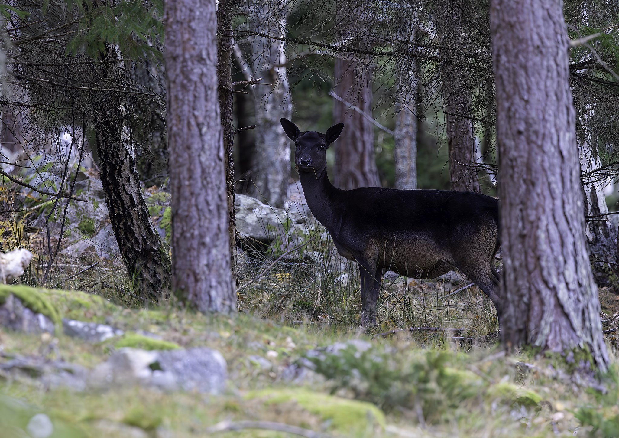 Fallow Deer, Hankø, 3.