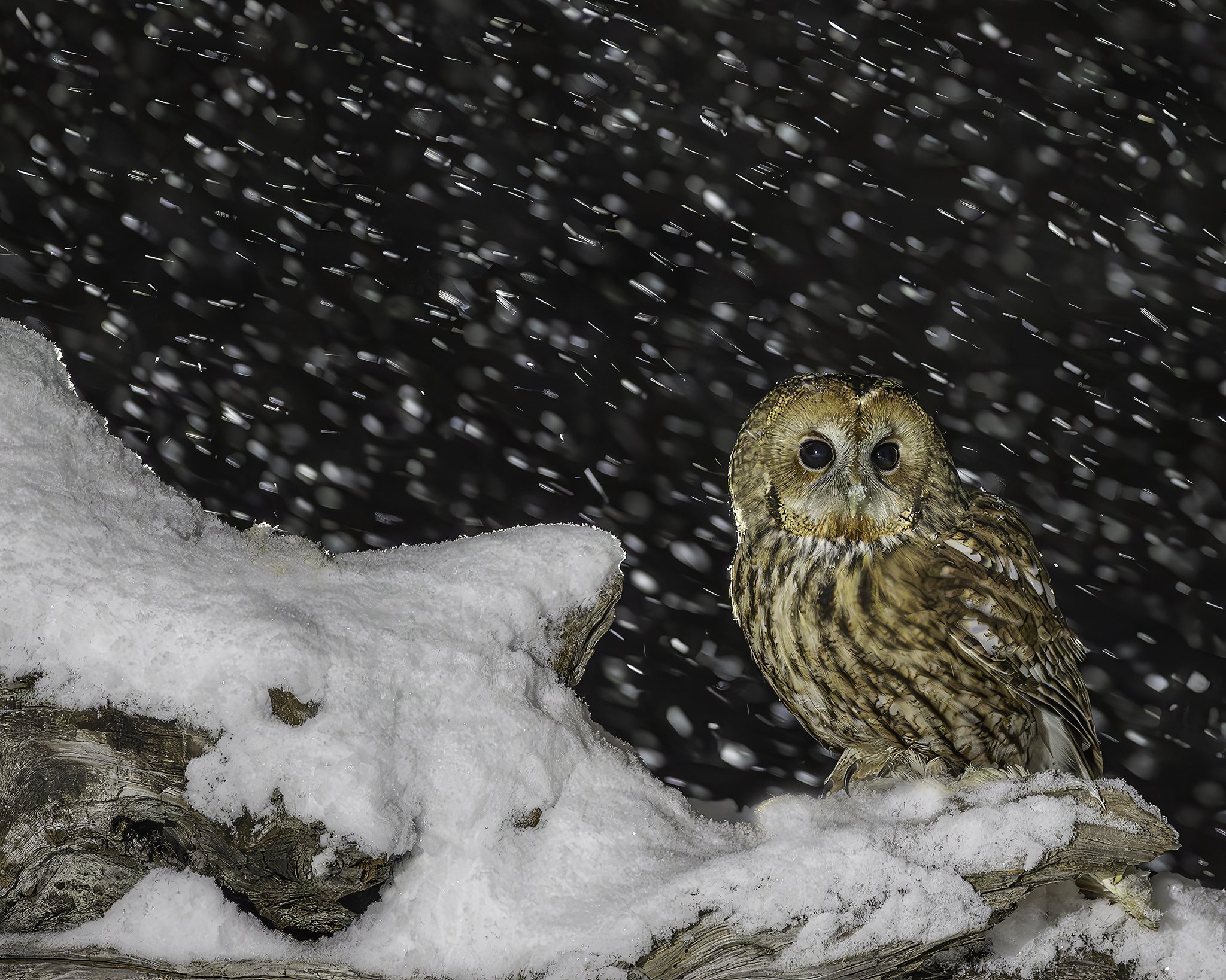 Tawny owl in winter wonderland 1