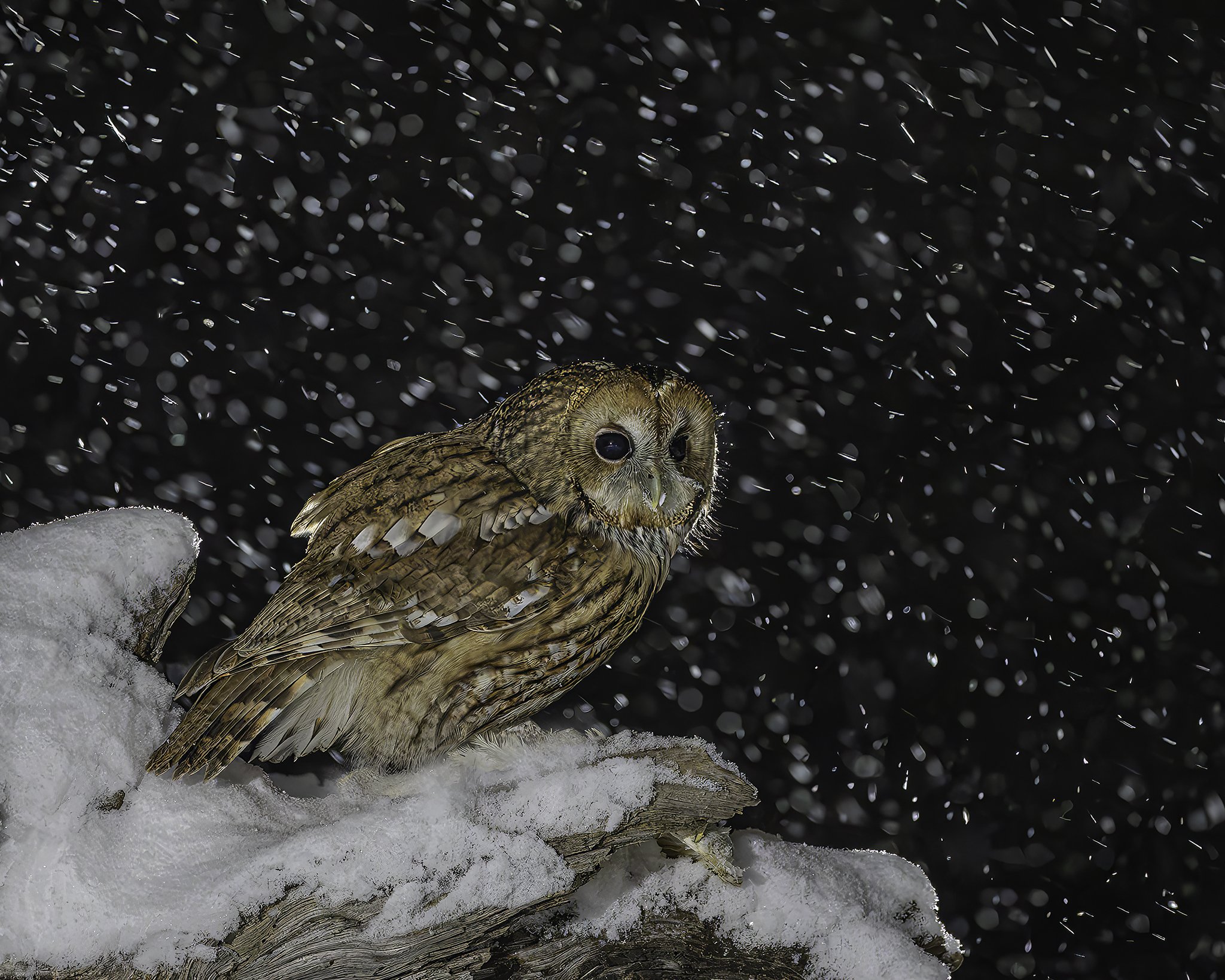 Tawny owl in winter wonderland 2
