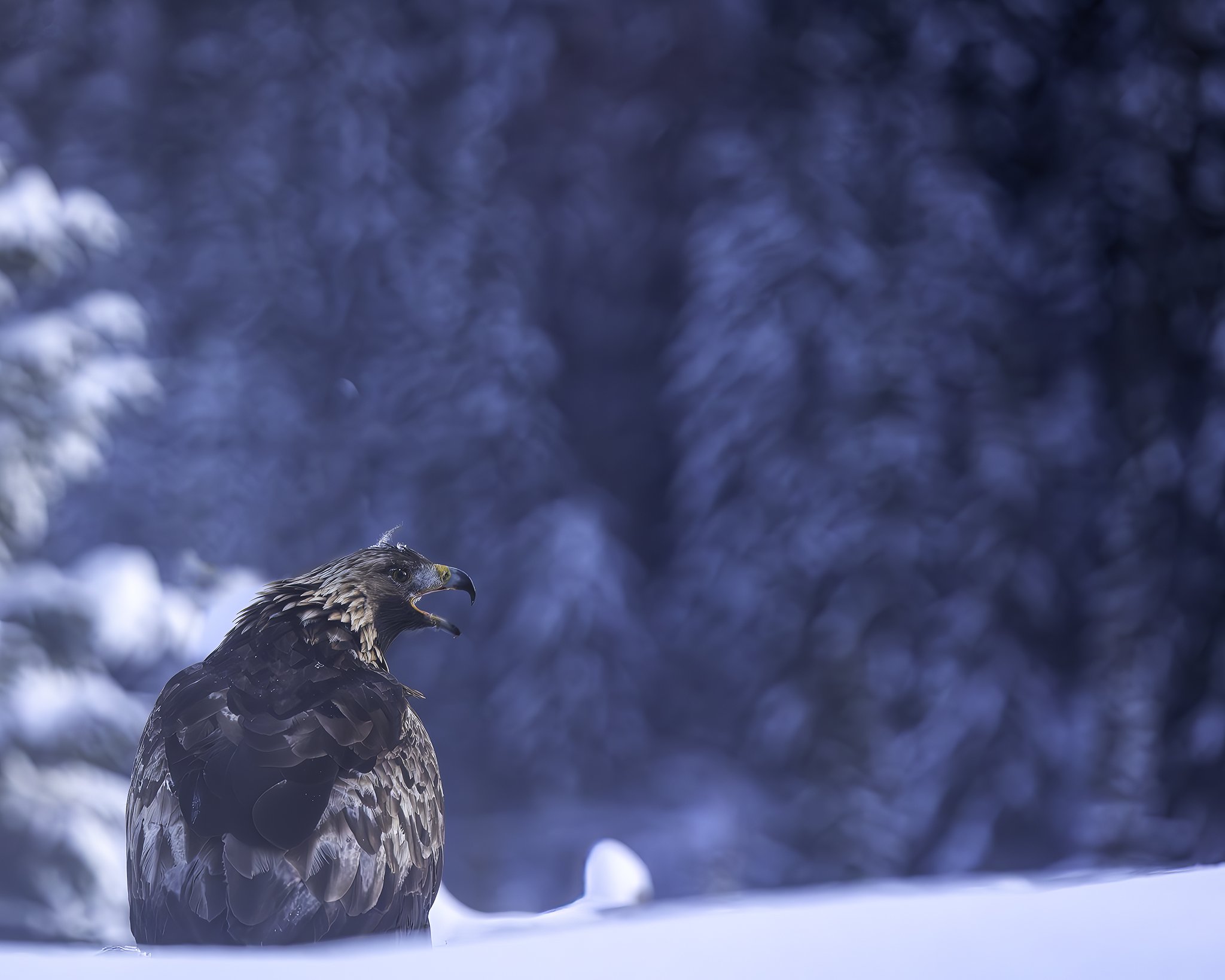  In the late afternoon you get a nice blue hour in fine weather.  Golden eagle - Aquila chrysaetos - Kongeørn 