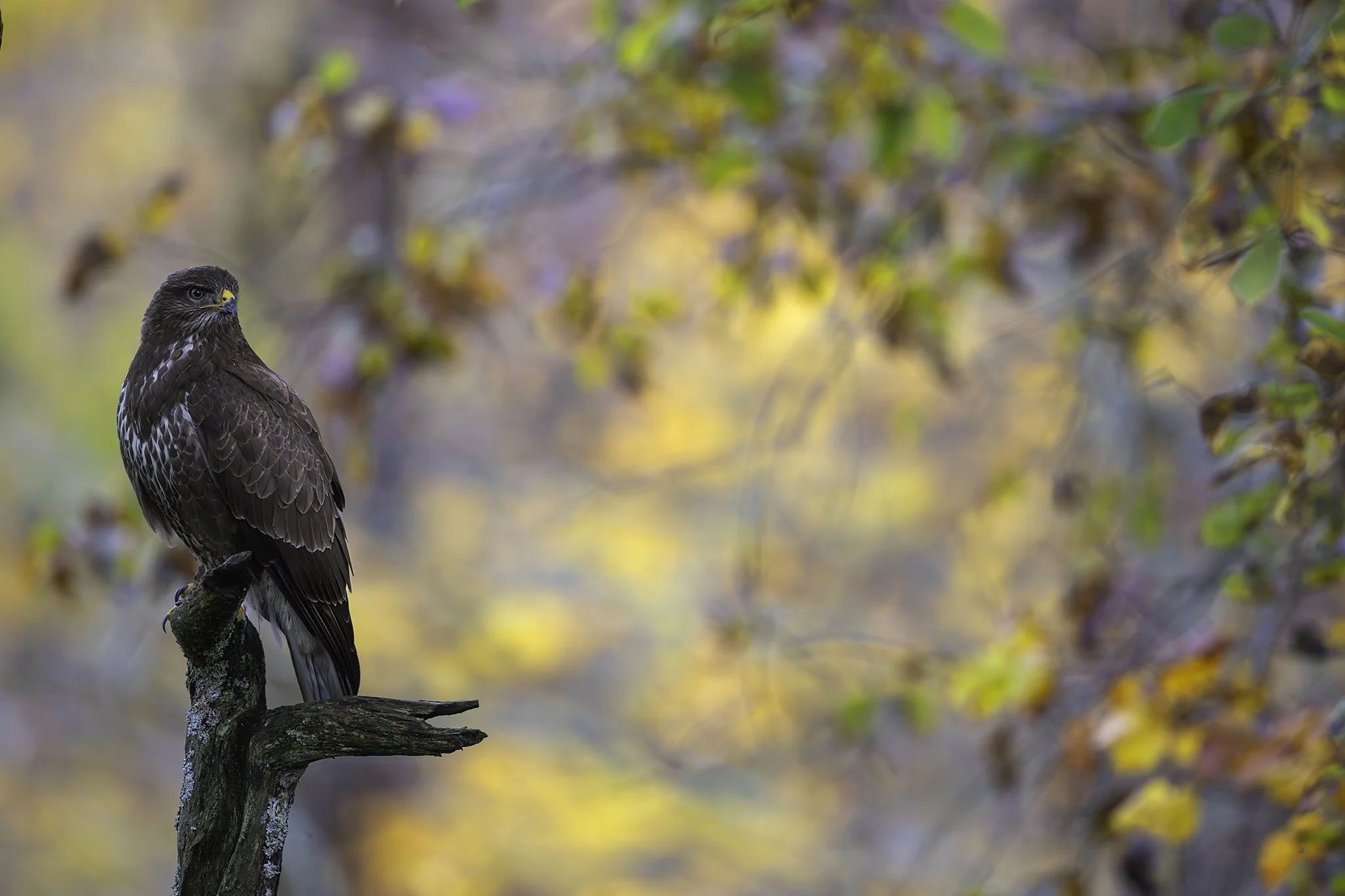 Common buzzard makes one last visit this year before flying south.