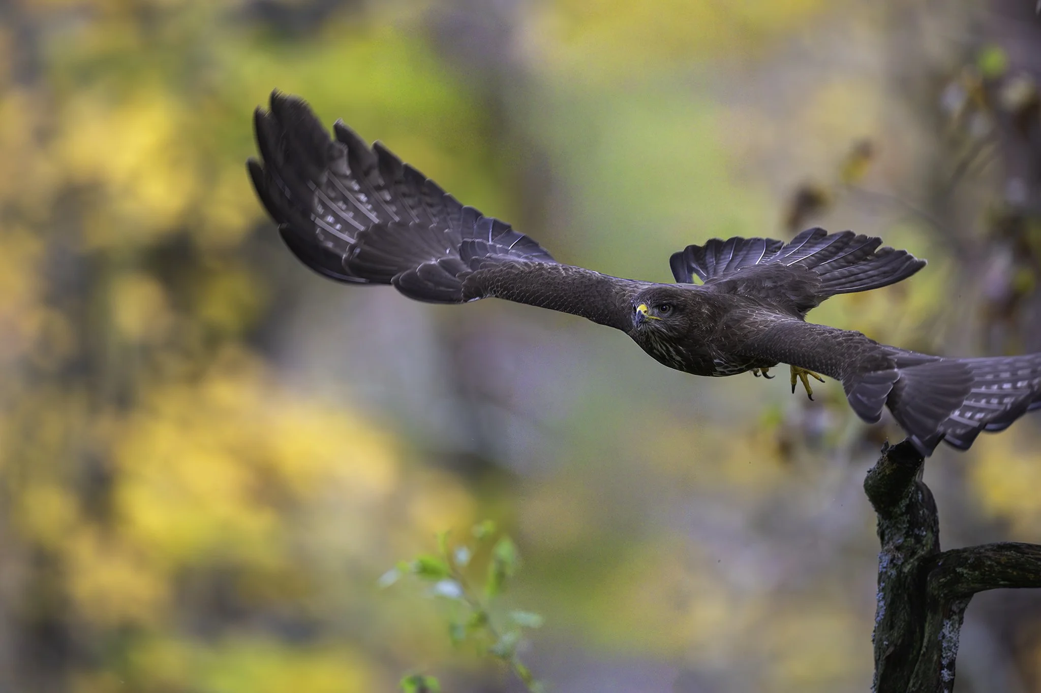  Buzzard - Buteo buteo - Musevåk 