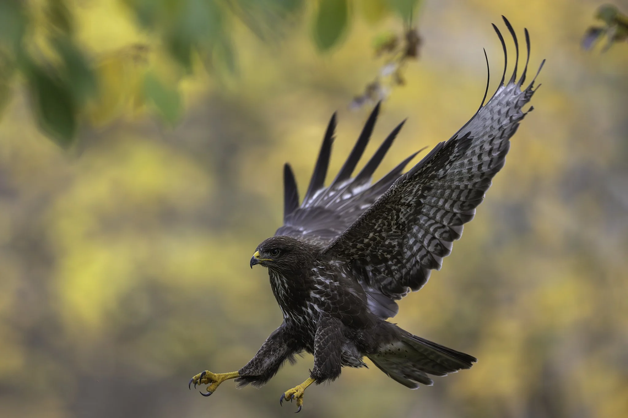  Buzzard - Buteo buteo - Musevåk 