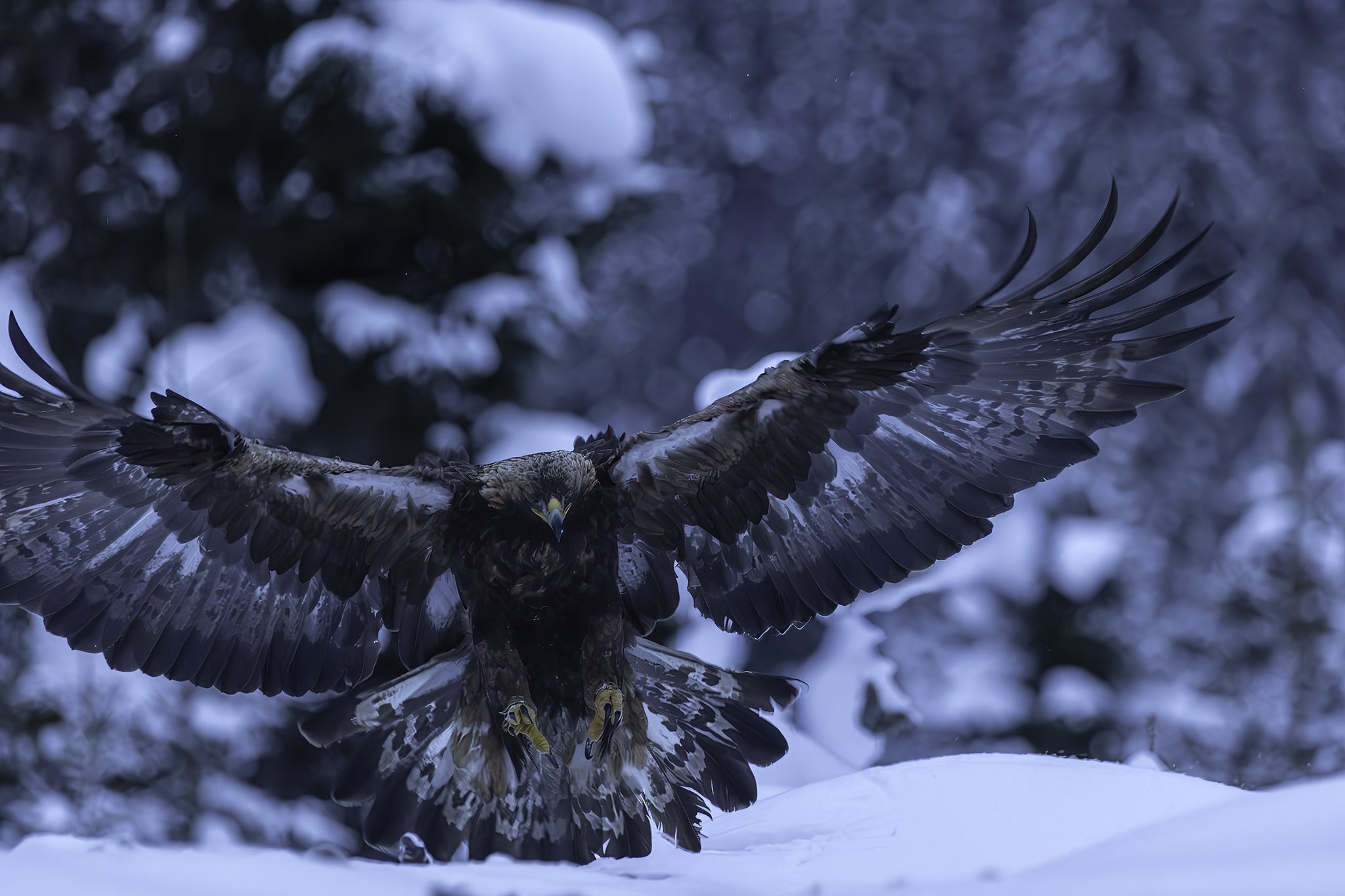 In for landing in Finnemarka