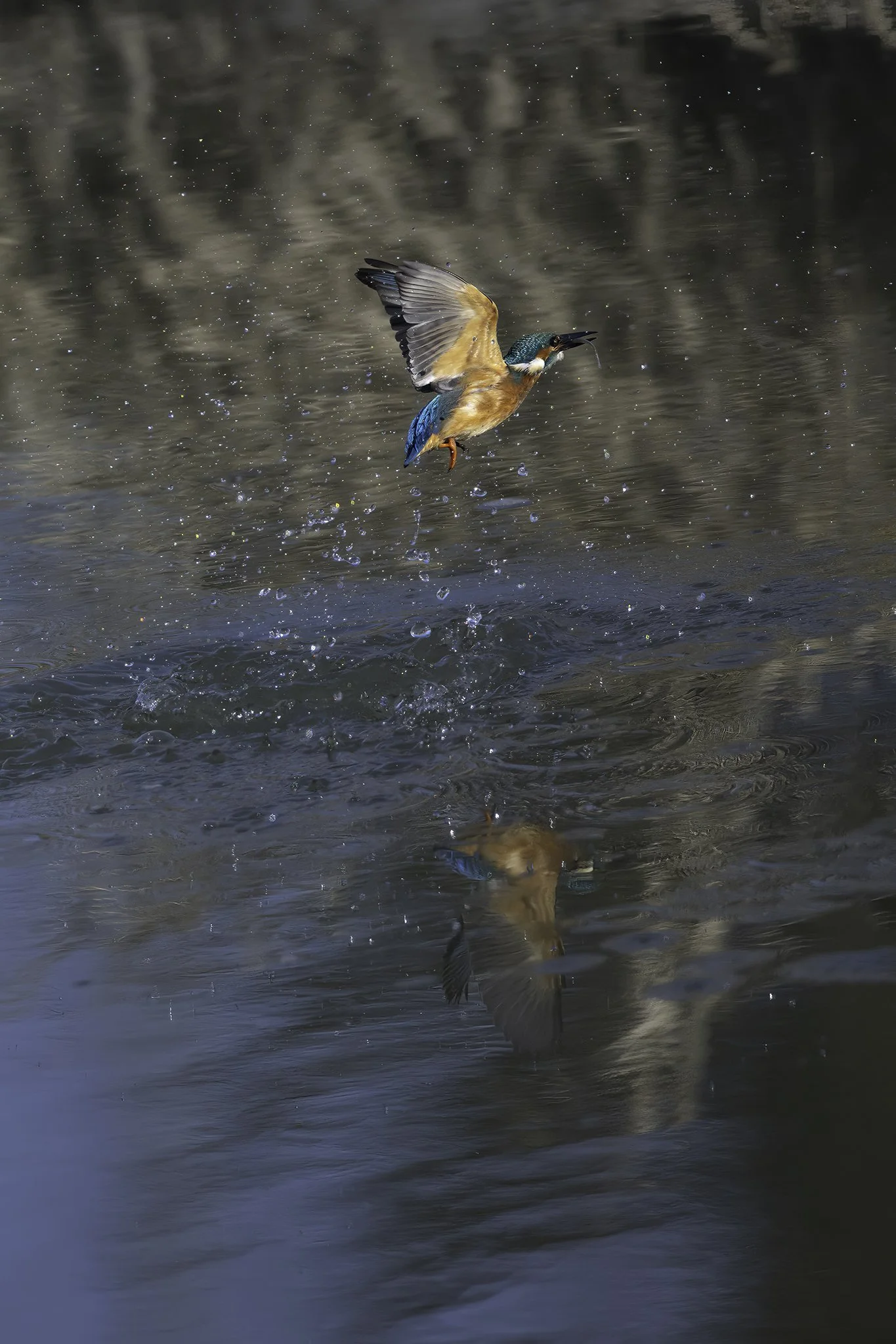 Kingfisher - Alcedo atthis - Isfugl