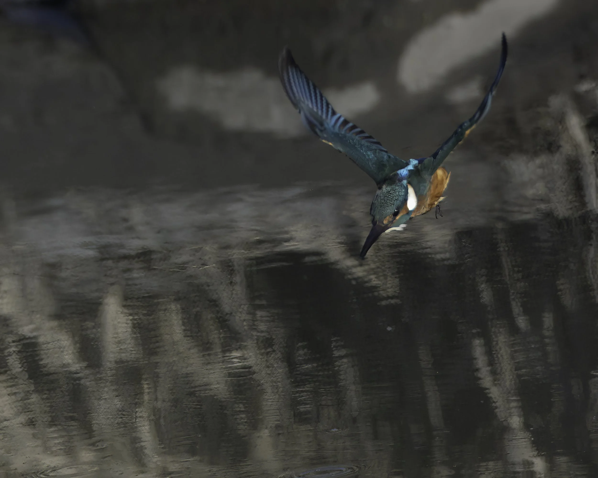 Kingfisher - Alcedo atthis - Isfugl