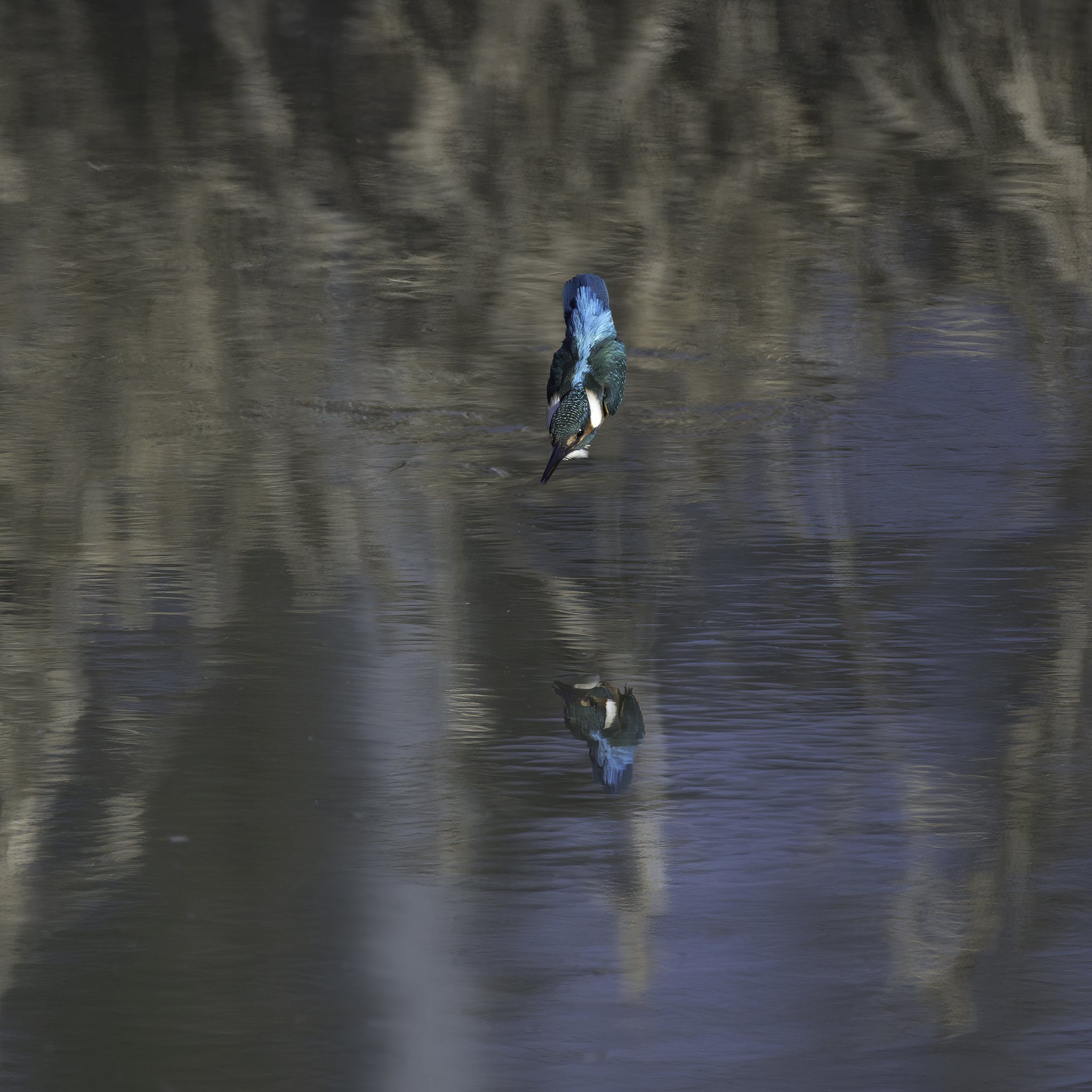 Kingfisher - Alcedo atthis - Isfugl