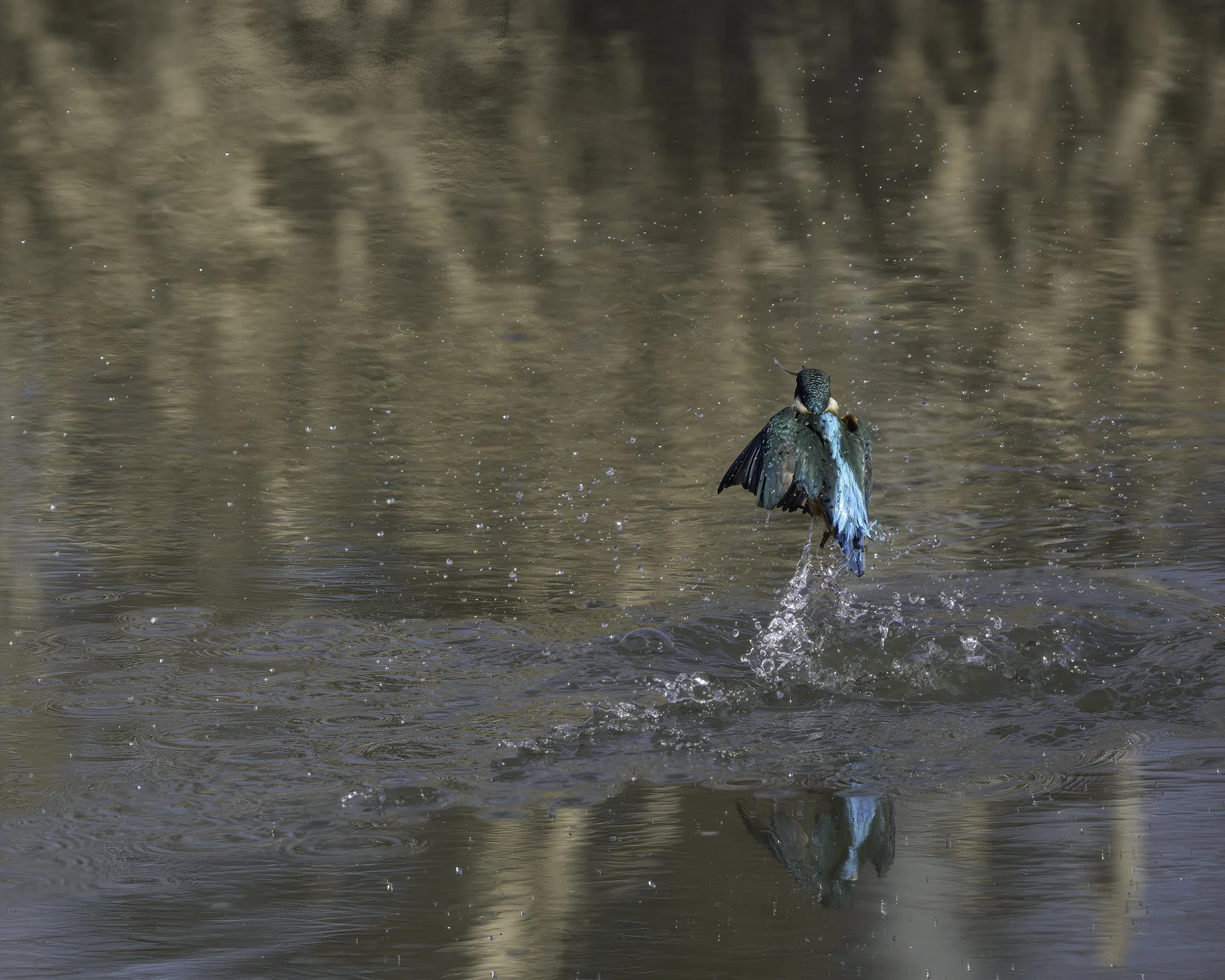 Kingfisher - Alcedo atthis - Isfugl