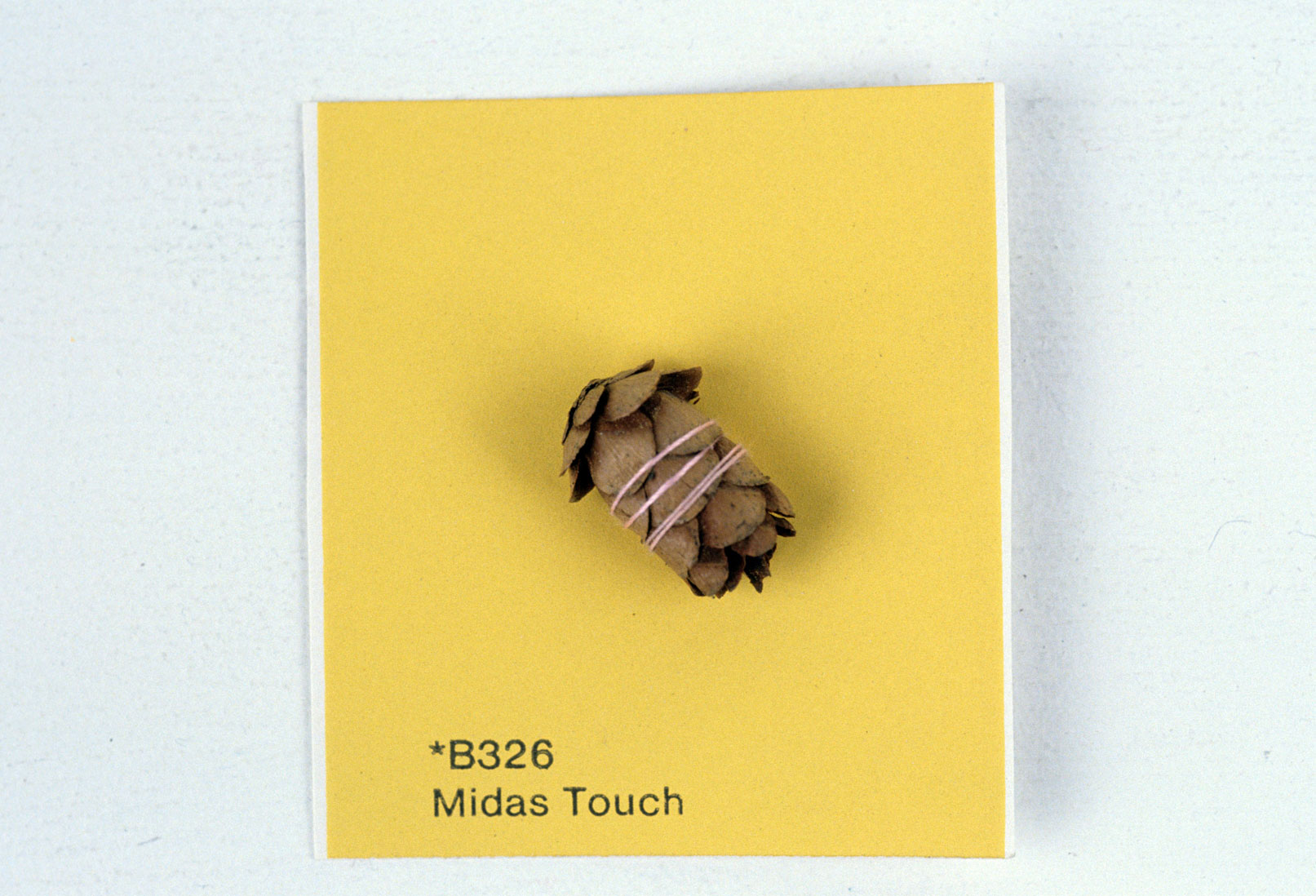 KS93_Midas-Touch_pine-cone-sewn-on-paint-chip_2x2_web.jpg