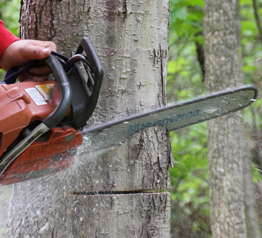 Reston Tree Experts