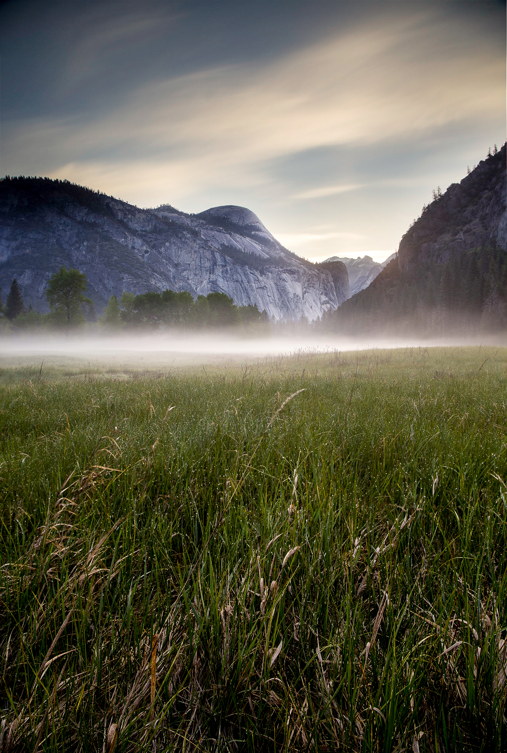 Morning Dew in Yosemite Valley