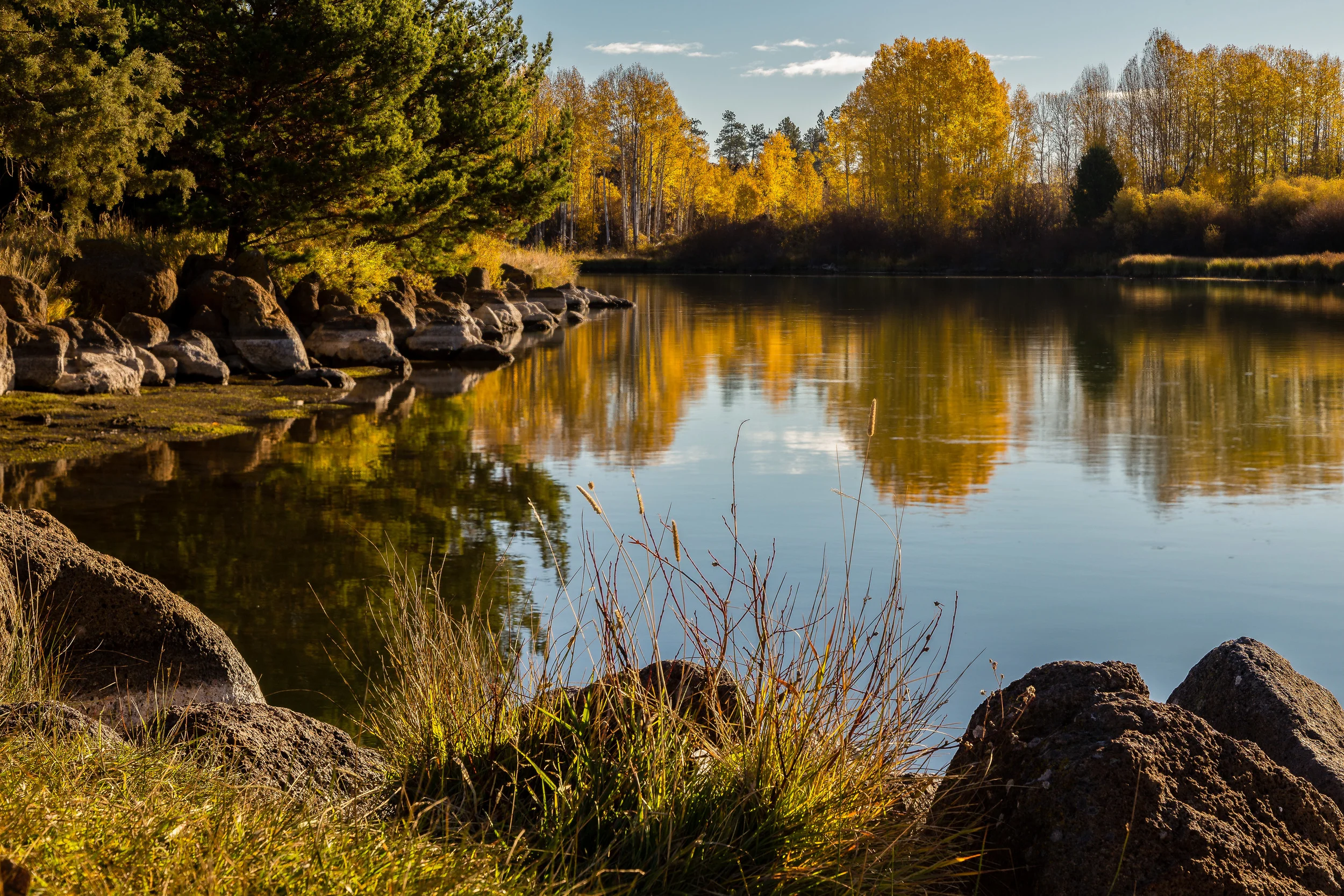 Fall Aspens