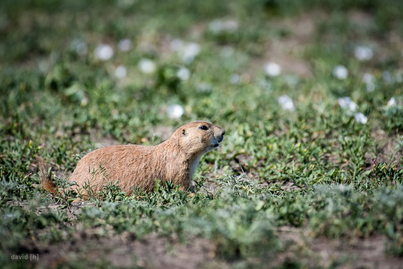 Prairie Dogs lined the Sage Creek Rim Road leading to our campground.
