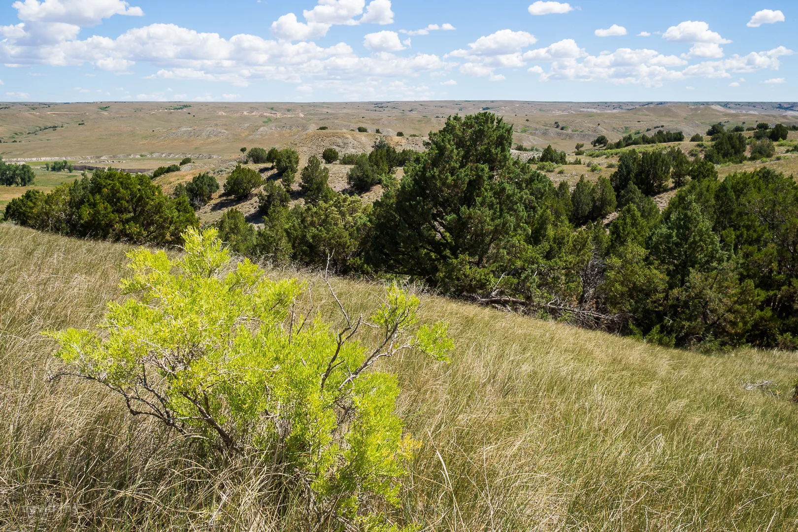 The Sage Creek area of Badlands is defined by rolling grassy hills with the occasional bush or group of trees.