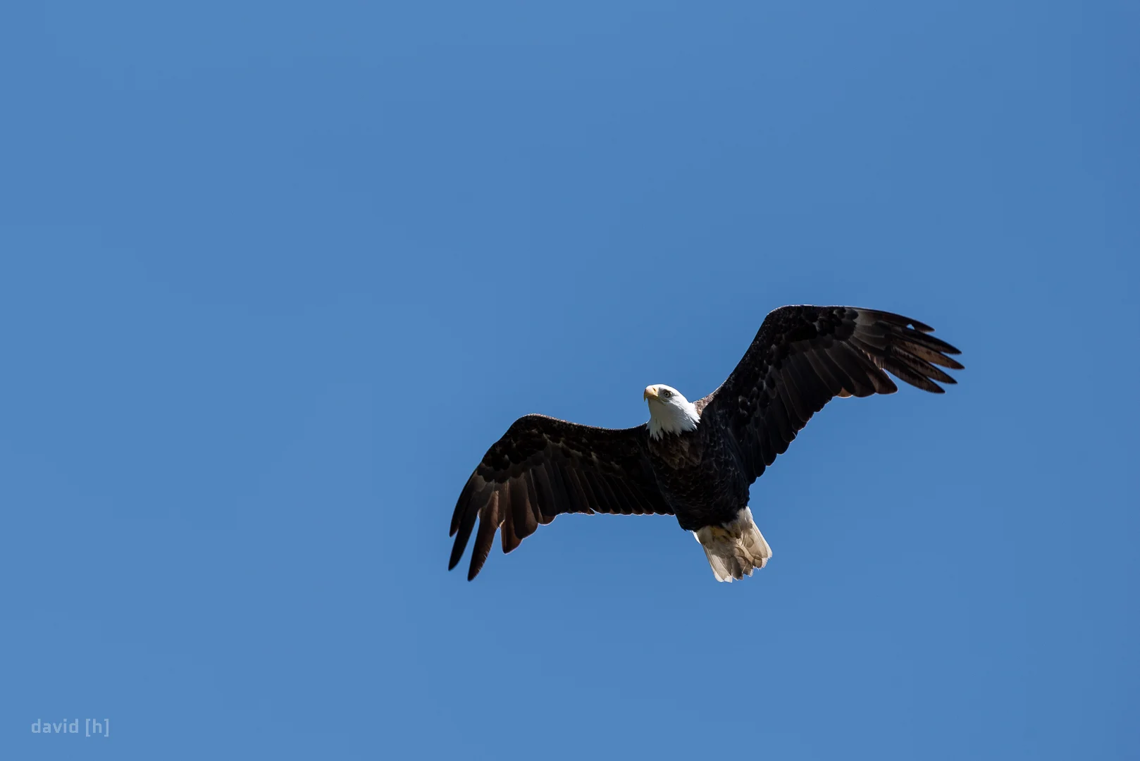 A bald eagle flying over Banff, Alberta, Canada.