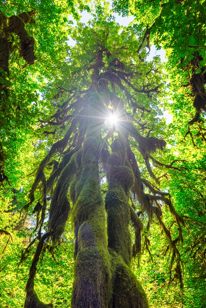 The magical Hoh Rainforest has every single tree covered in a thick blanket of moss.