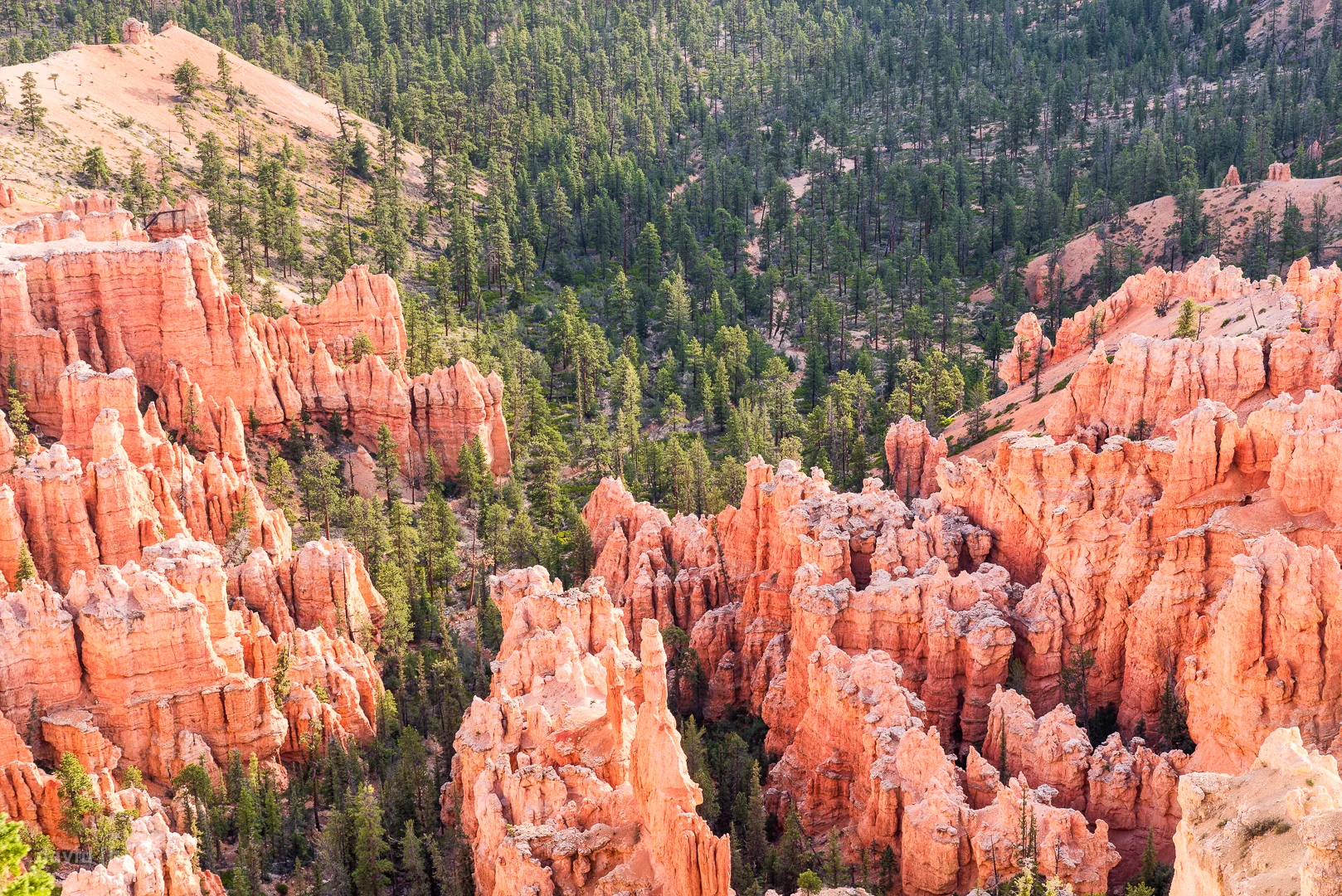 Ridges of hoodoos lead into a forested valley in Bryce Canyon.