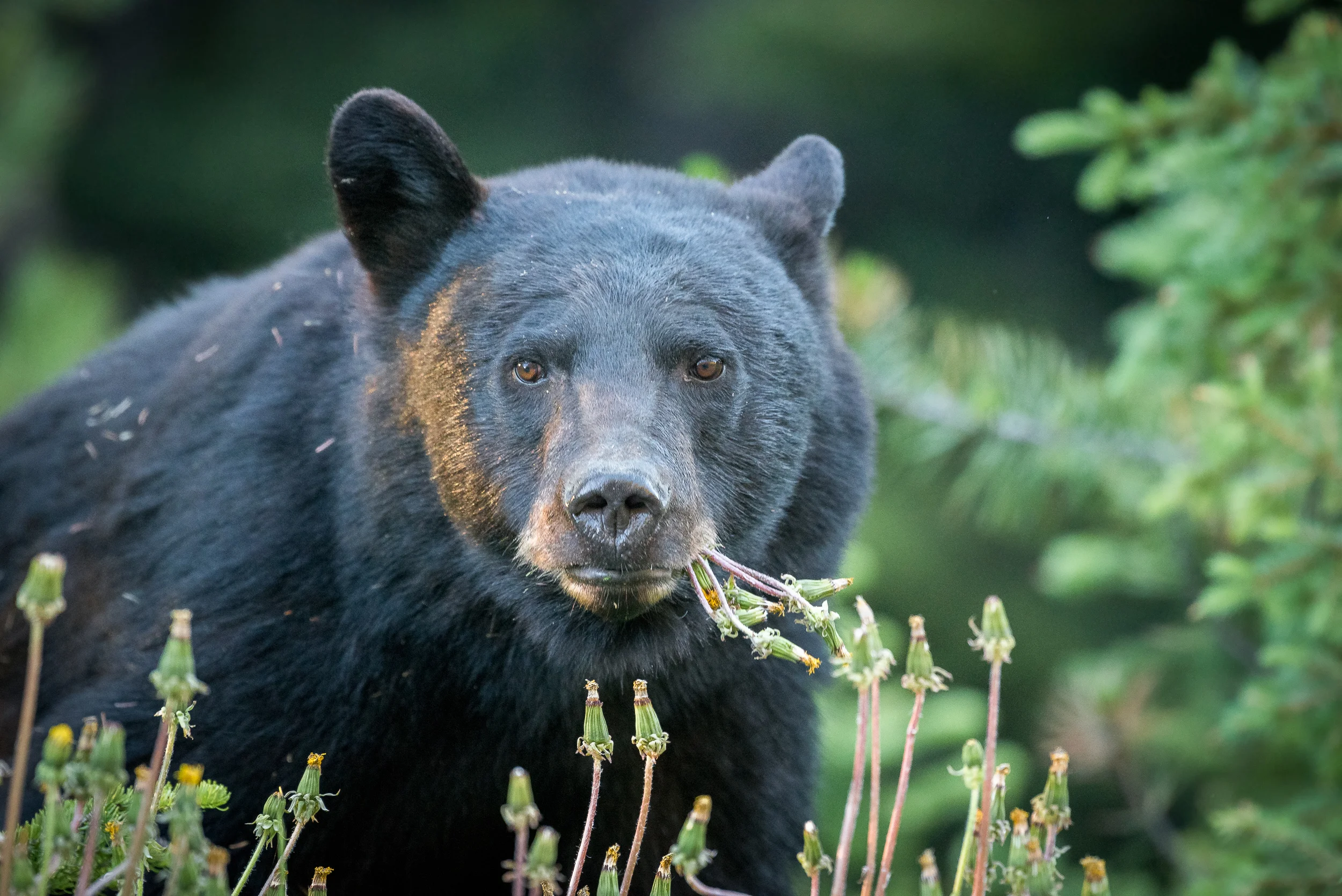 2017-07-04_Banff-wildlife_0080-Edit.jpg