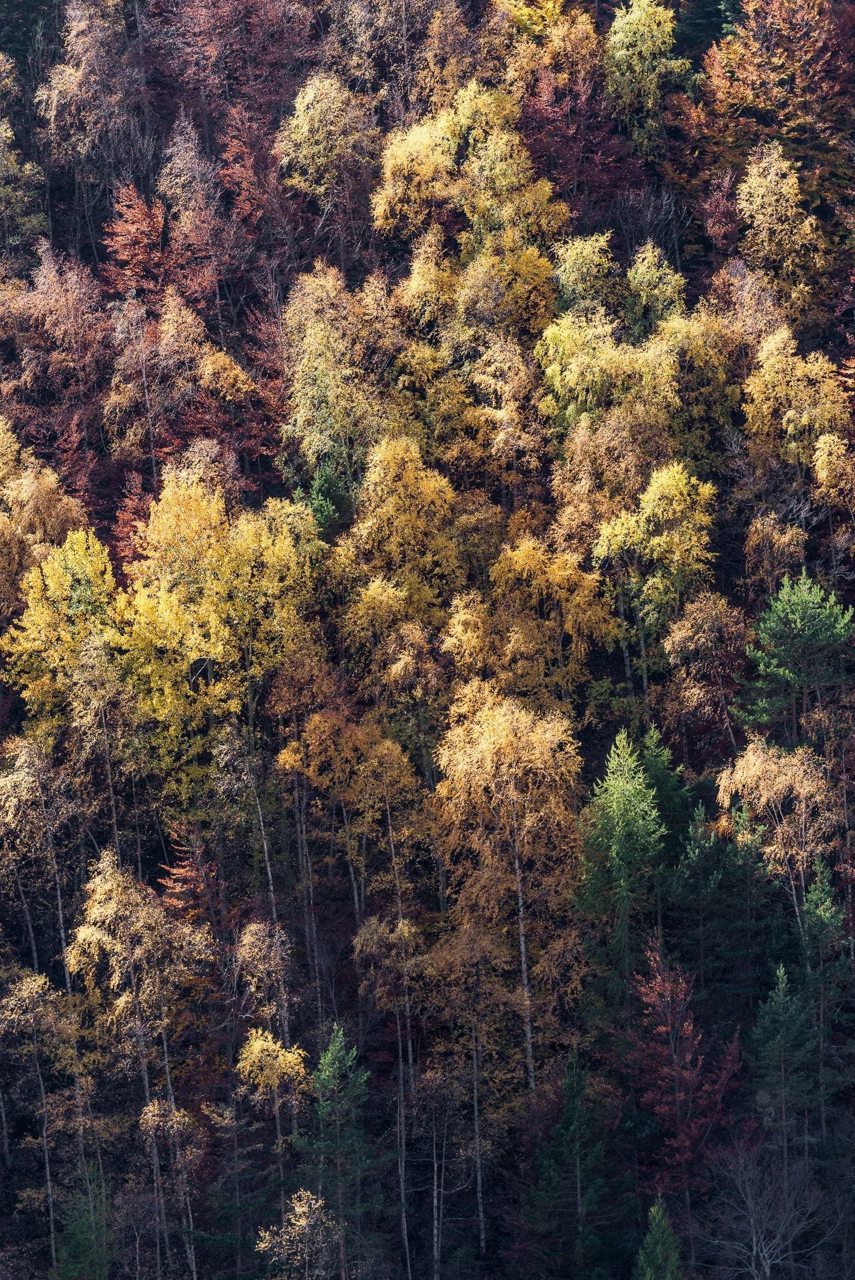 011 - 2017-10-16_Derborence_0011-Edit.jpg