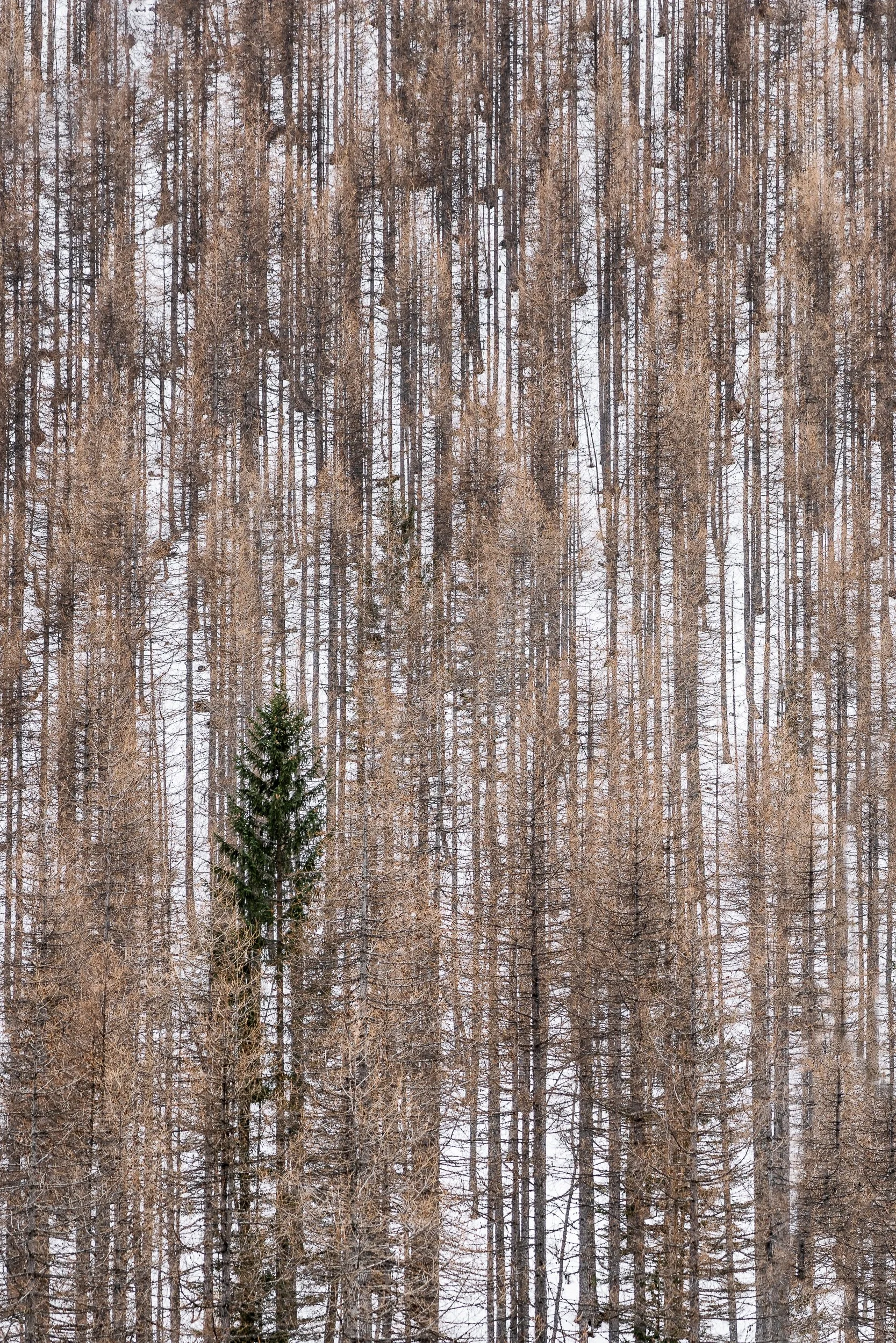 015 - 2018-12-23_Alps Trip_0039-Edit.jpg